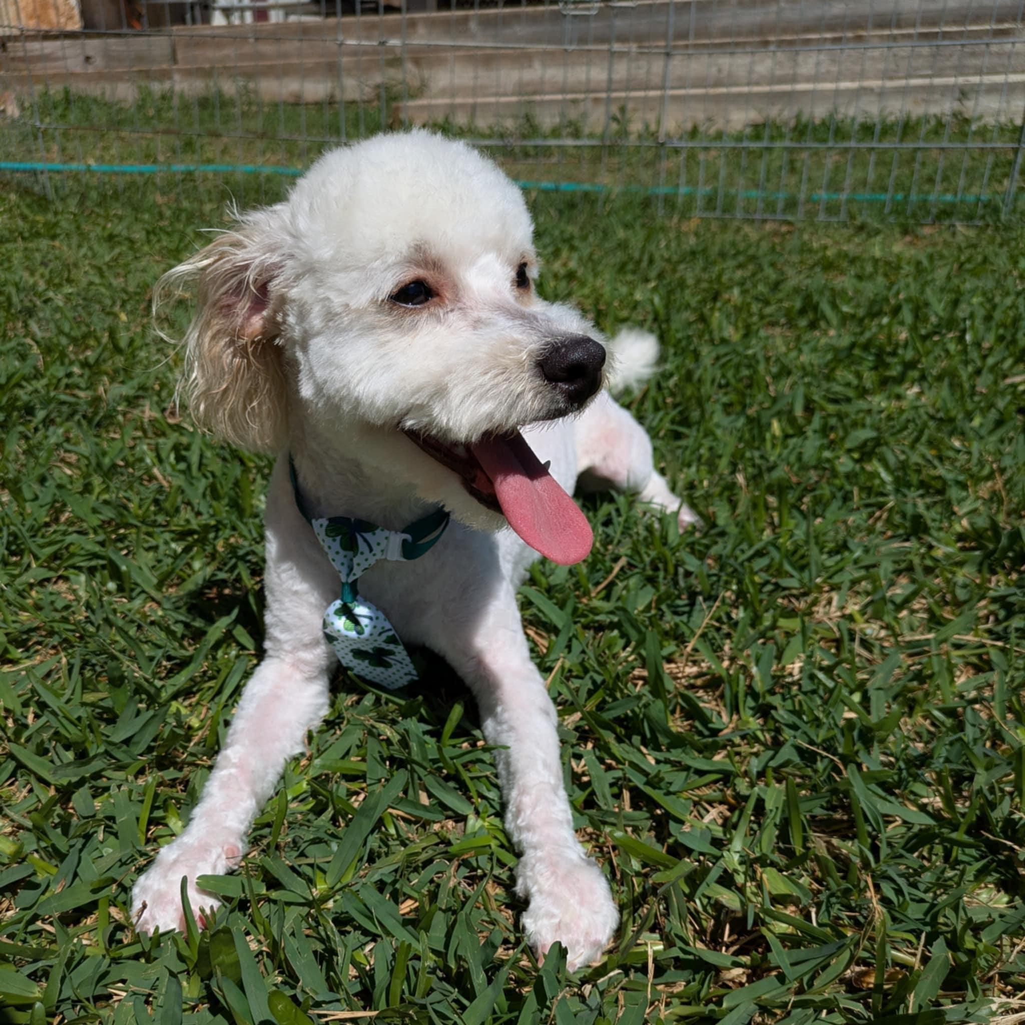 Enlarge Mello, an adopted mixed breed in Round Rock, TX image 4/6
