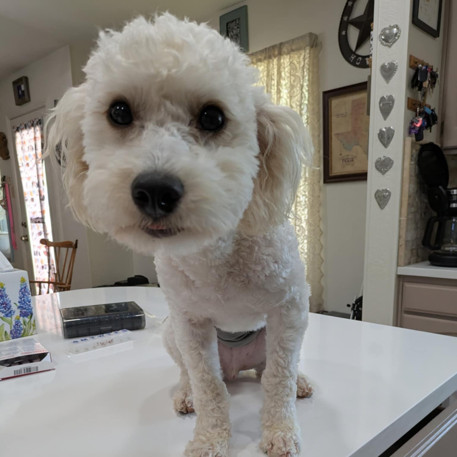 Enlarge Mello, an adopted mixed breed in Round Rock, TX image 3/6