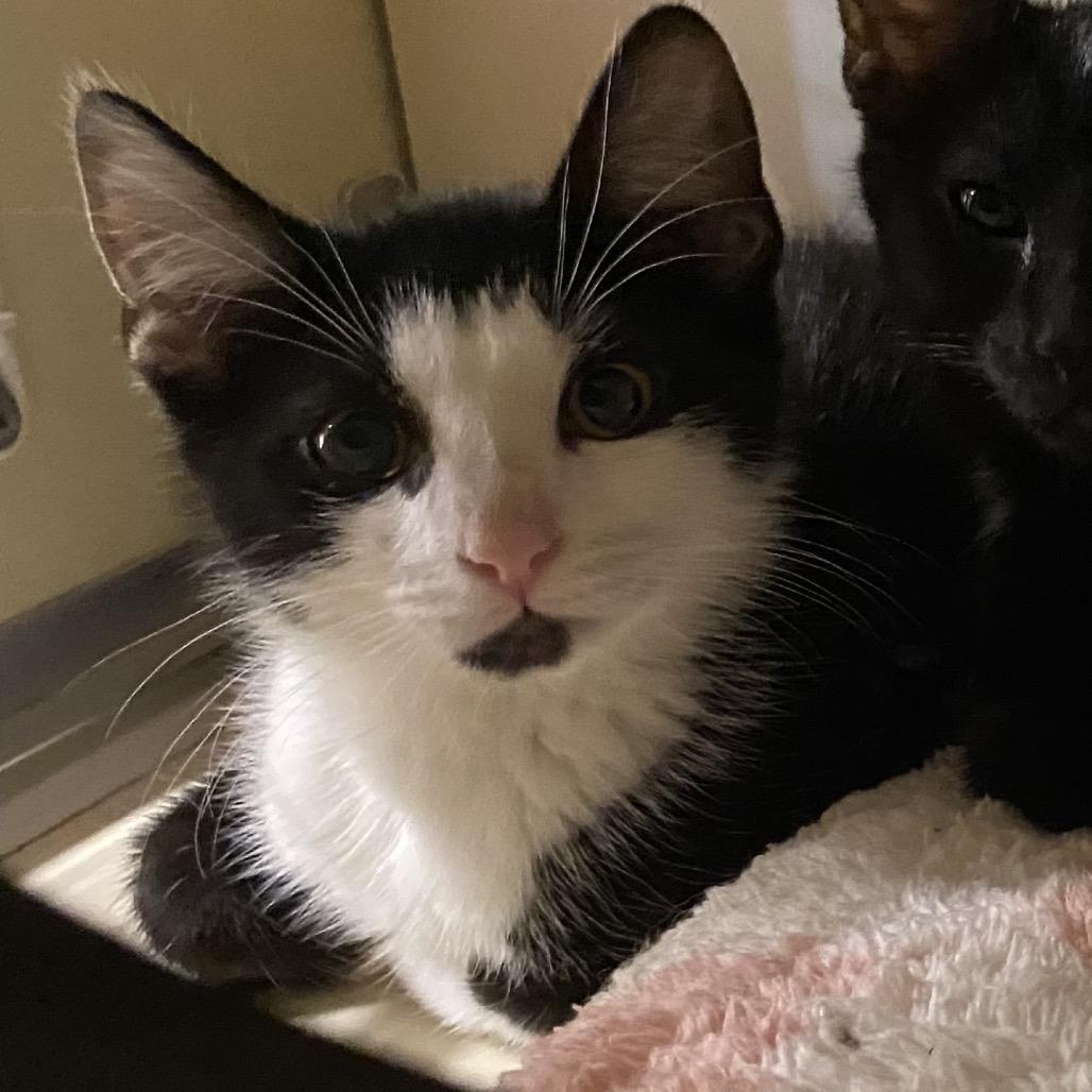 Villain, Adoptable, Kitten Male Domestic Short Hair.