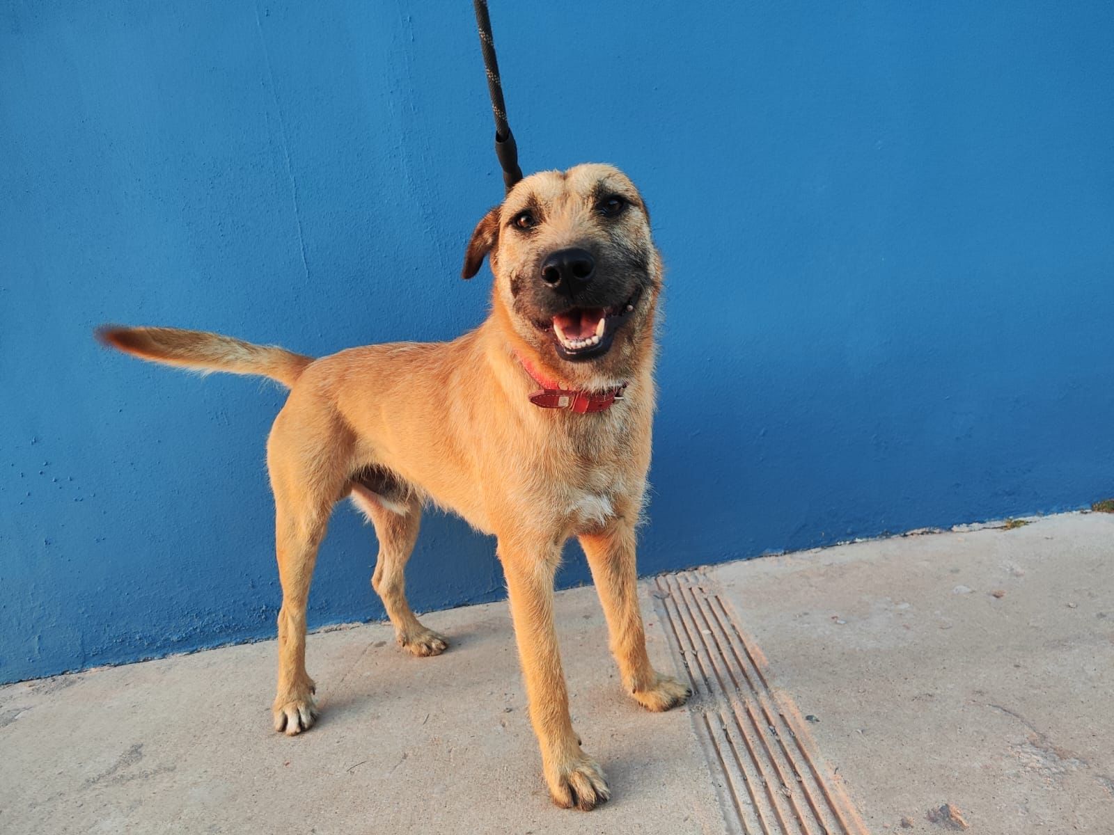 Dodo, a Adopted mixed breed in San Diego, CA image 1/3