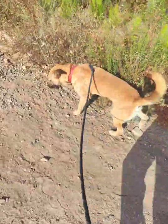 Enlarge Dodo, a Adopted mixed breed in San Diego, CA video 2/3