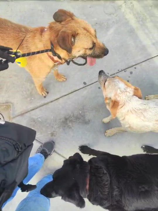 Enlarge Dodo, a Adopted mixed breed in San Diego, CA video 3/3