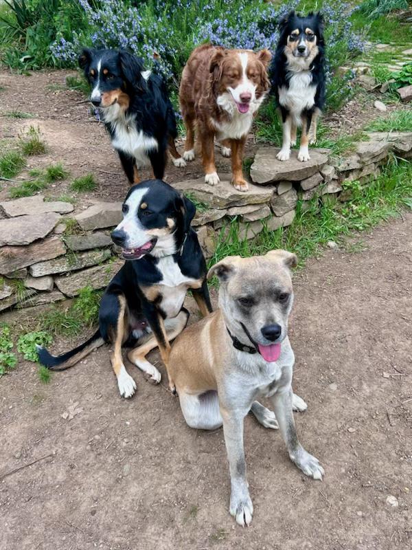 AUDREY, a ADOPTABLE Mixed Breed in Portland , OR image 4/6