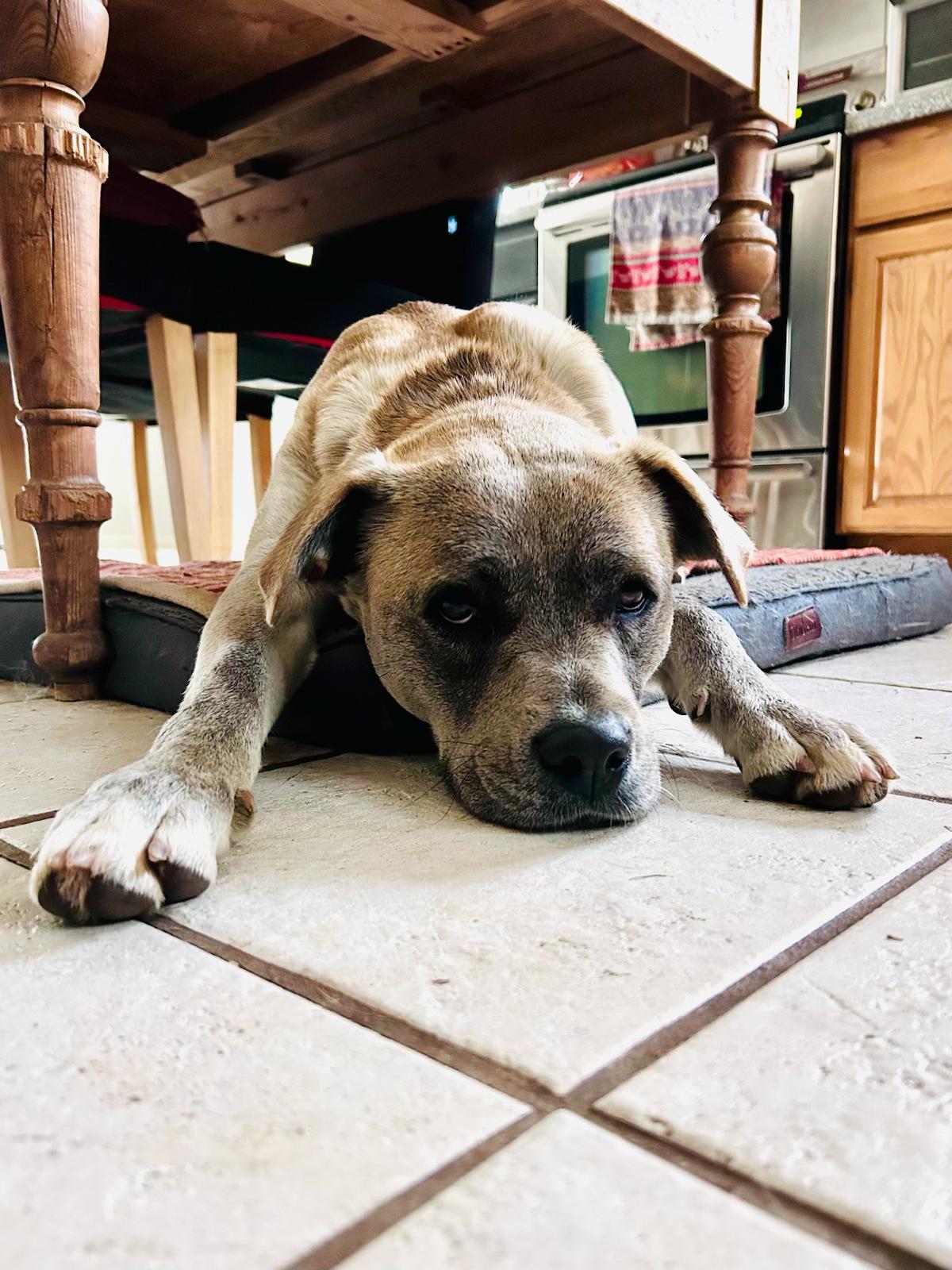 AUDREY, a ADOPTABLE Mixed Breed in Portland , OR image 3/6