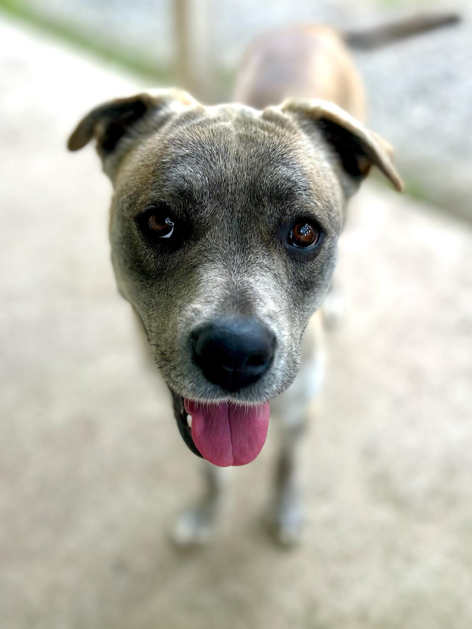 AUDREY, a ADOPTABLE Mixed Breed in Portland , OR image 2/6