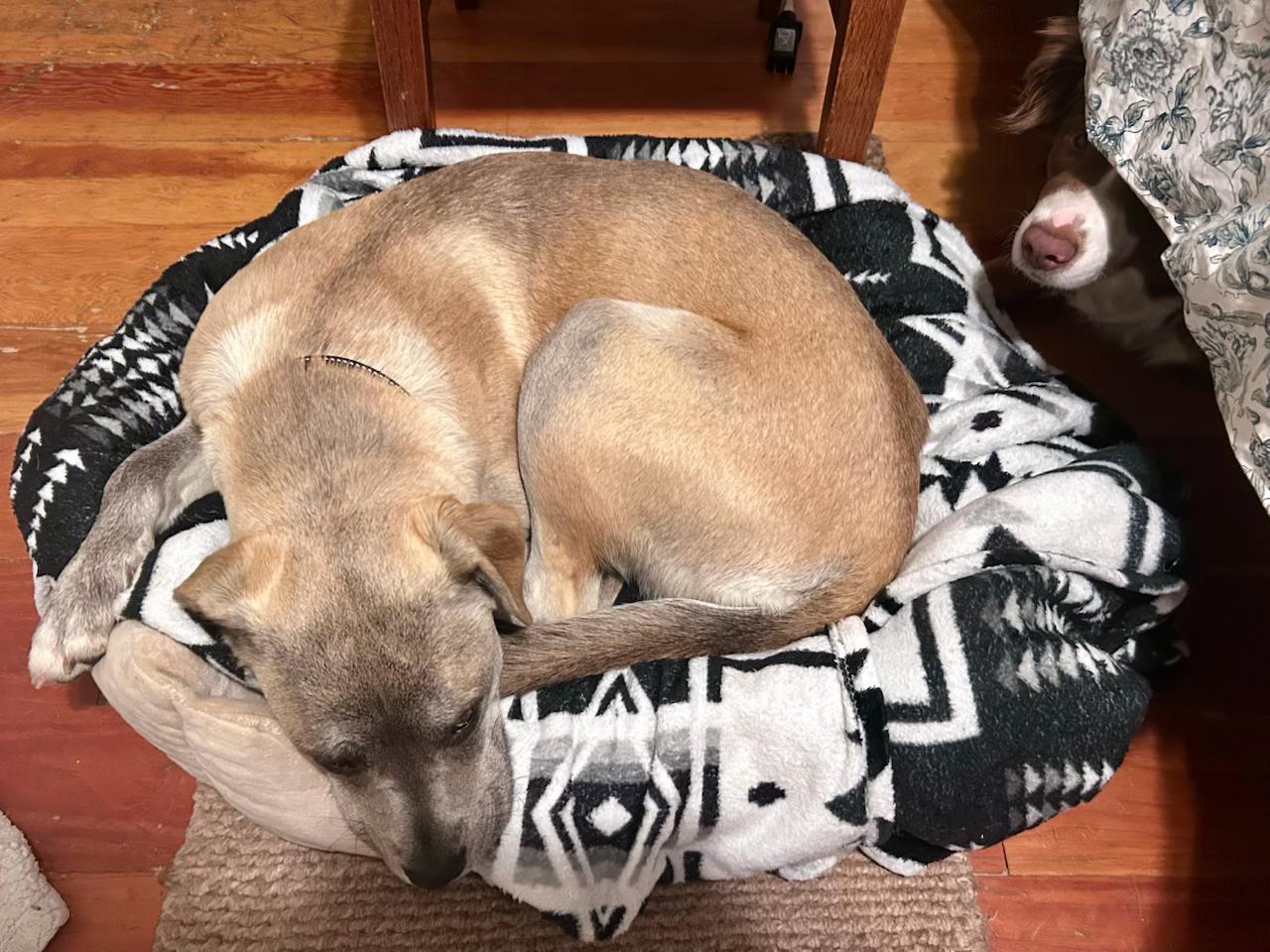 AUDREY, a ADOPTABLE Mixed Breed in Portland , OR image 6/6