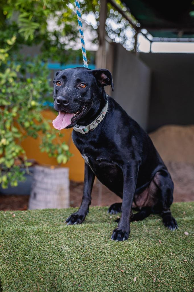 Enlarge Roma, a Adoptable mixed breed in Anacortes, WA image 3/5
