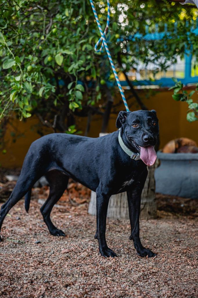 Enlarge Roma, a Adoptable mixed breed in Anacortes, WA image 4/5