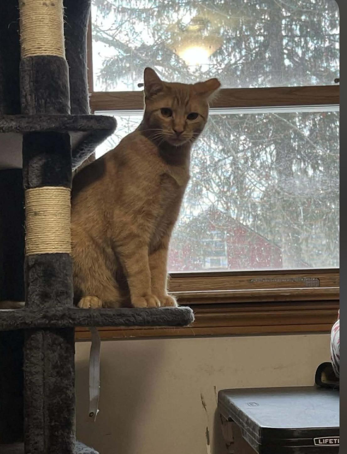 Enlarge Colby, a ADOPTABLE Domestic Short Hair in Kent, OH image 2/4