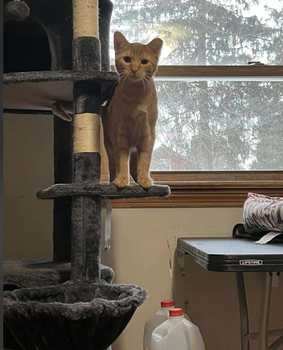 Enlarge Colby, a ADOPTABLE Domestic Short Hair in Kent, OH image 3/4