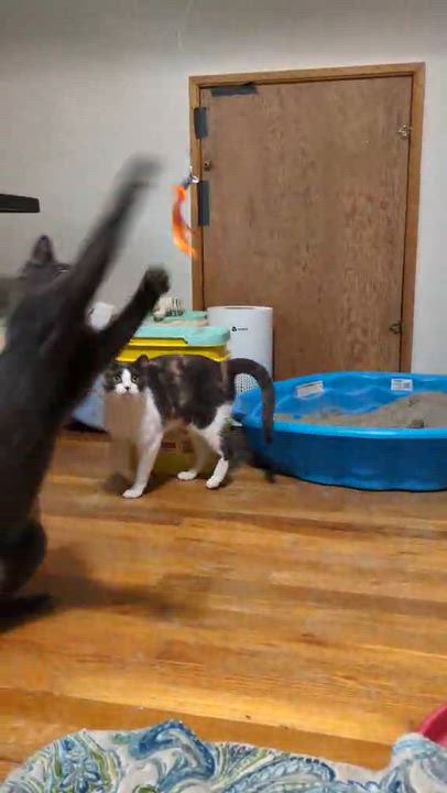 Enlarge Colby, a ADOPTABLE Domestic Short Hair in Kent, OH video 4/4