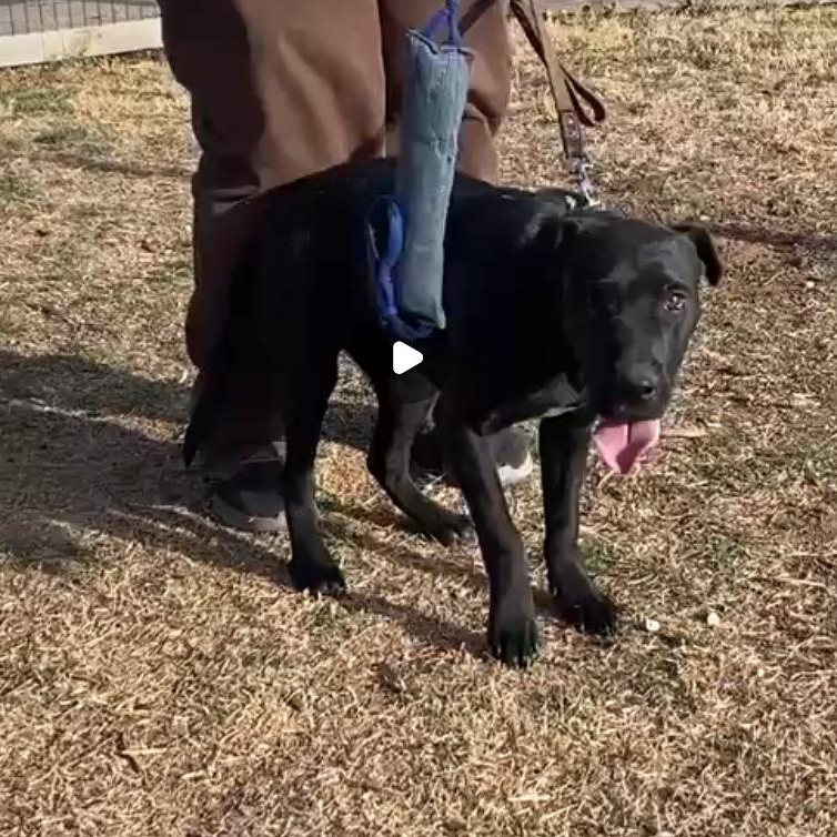 Enlarge Violet, a ADOPTABLE mixed breed in Amarillo, TX image 4/5