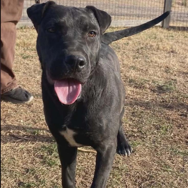 Enlarge Violet, a ADOPTABLE mixed breed in Amarillo, TX image 3/5