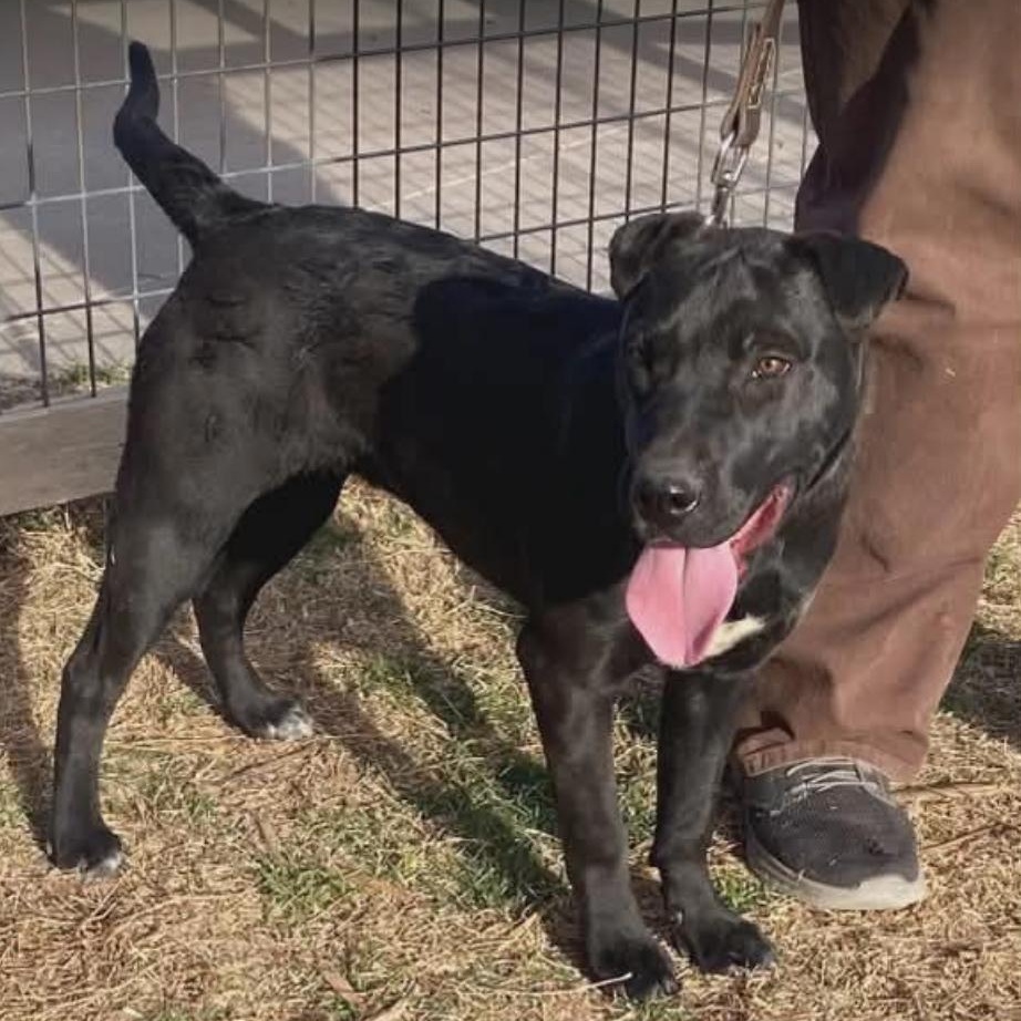 Enlarge Violet, a ADOPTABLE mixed breed in Amarillo, TX image 2/5