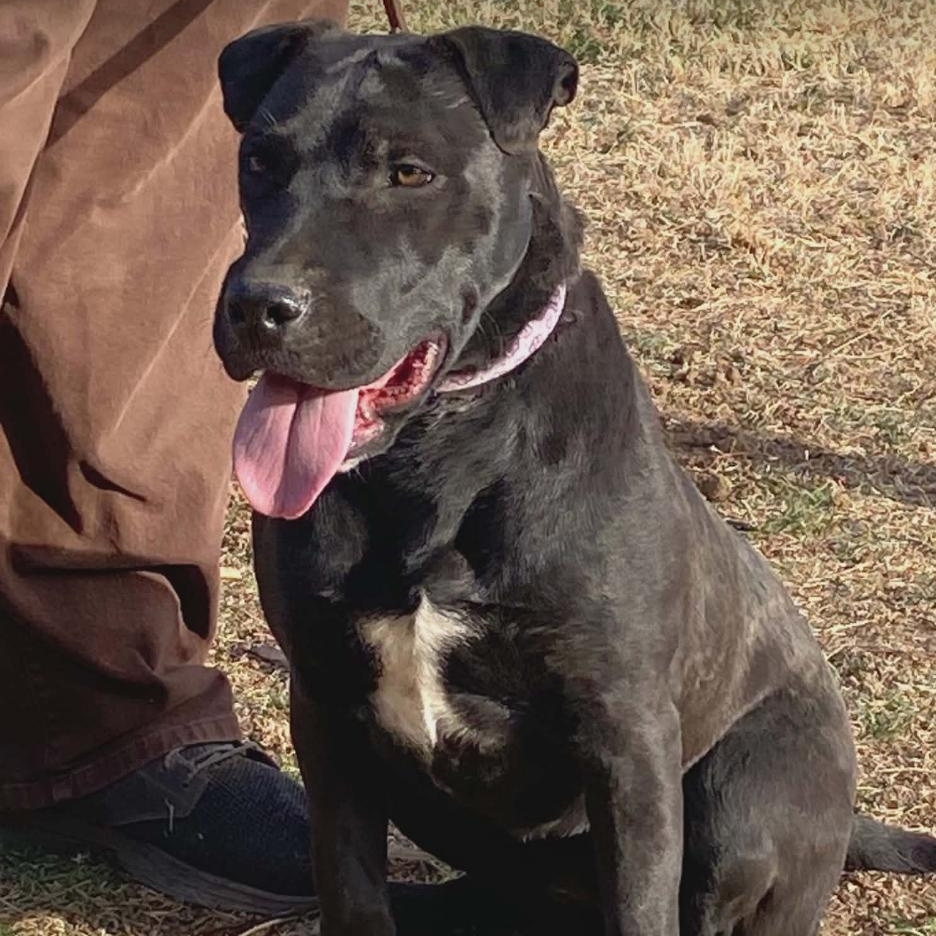 Violet, ADOPTABLE, Young Female Labrador Retriever & Shar-Pei.
