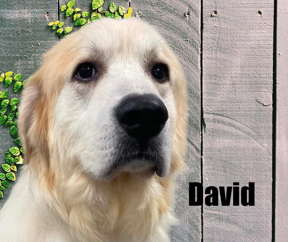 Enlarge David, a Adoptable Great Pyrenees in Marshville, NC image 1/4
