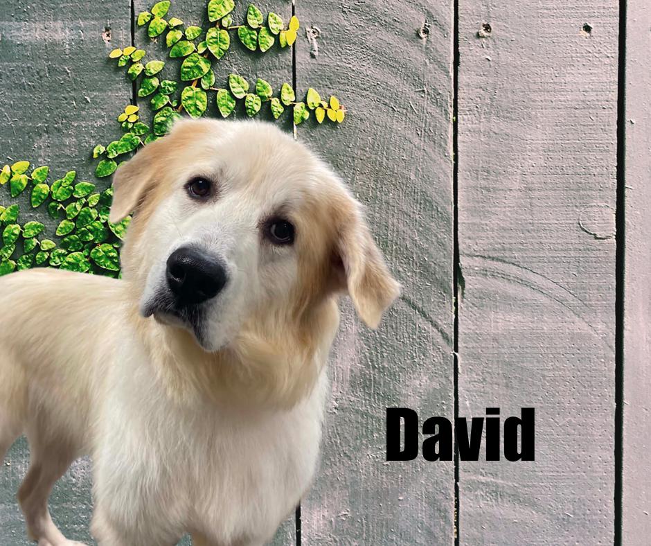 Enlarge David, a Adoptable Great Pyrenees in Marshville, NC image 2/4
