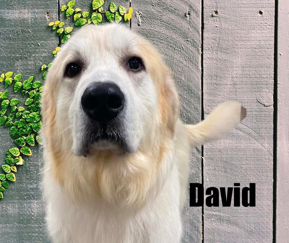 Enlarge David, a Adoptable Great Pyrenees in Marshville, NC image 4/4