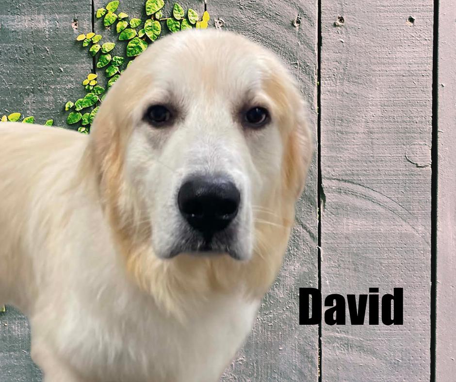 Enlarge David, a Adoptable Great Pyrenees in Marshville, NC image 3/4