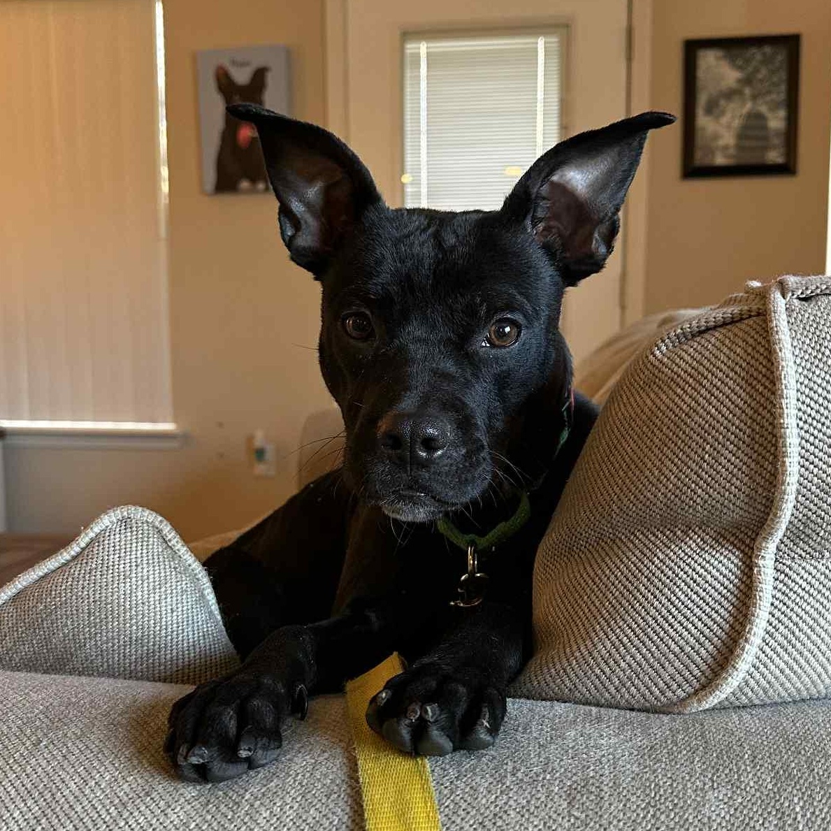 Enlarge Buddy, a Adoptable Mixed Breed in Schenectady, NY image 5/6