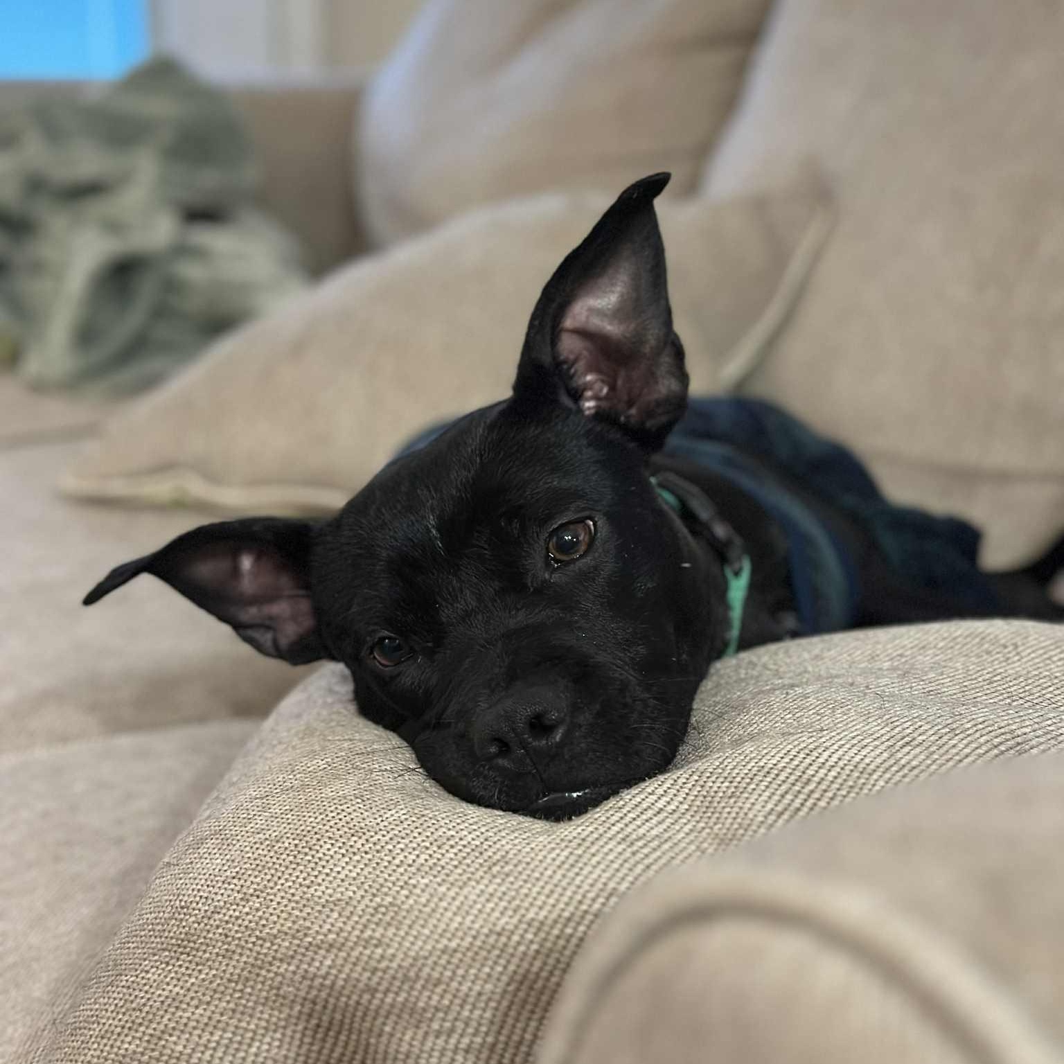 Enlarge Buddy, a Adoptable Mixed Breed in Schenectady, NY image 6/6