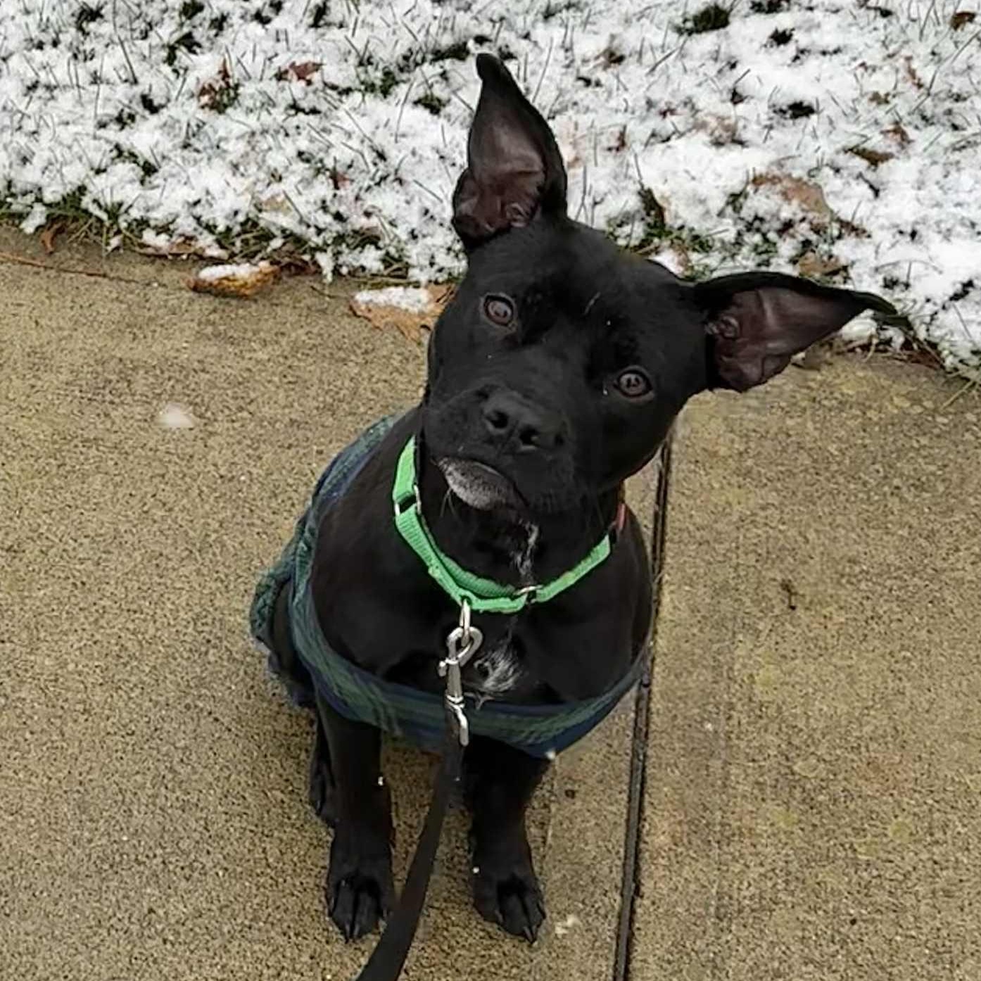 Enlarge Buddy, a Adoptable Mixed Breed in Schenectady, NY image 3/6