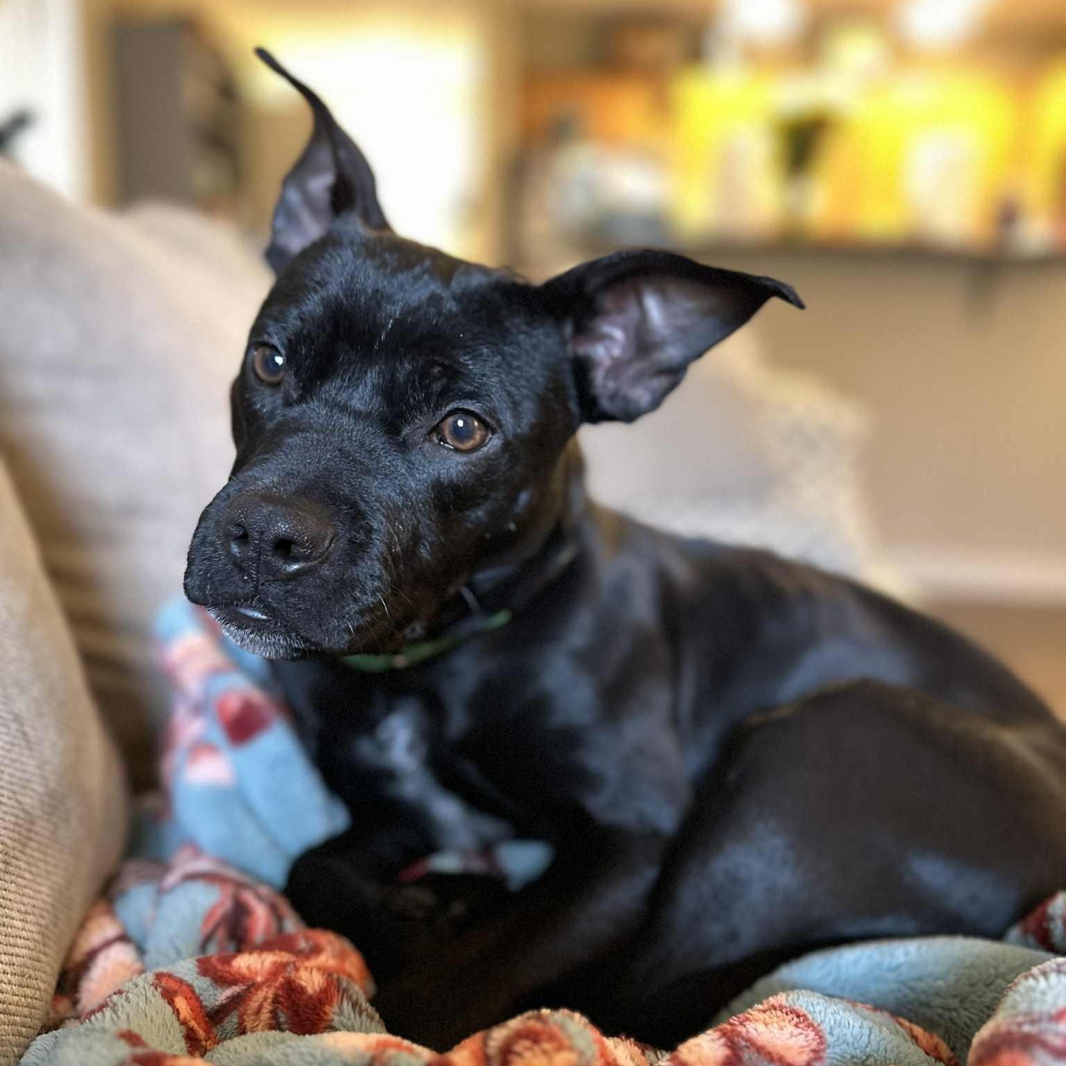 Buddy, Adoptable, Young Male Mixed Breed.