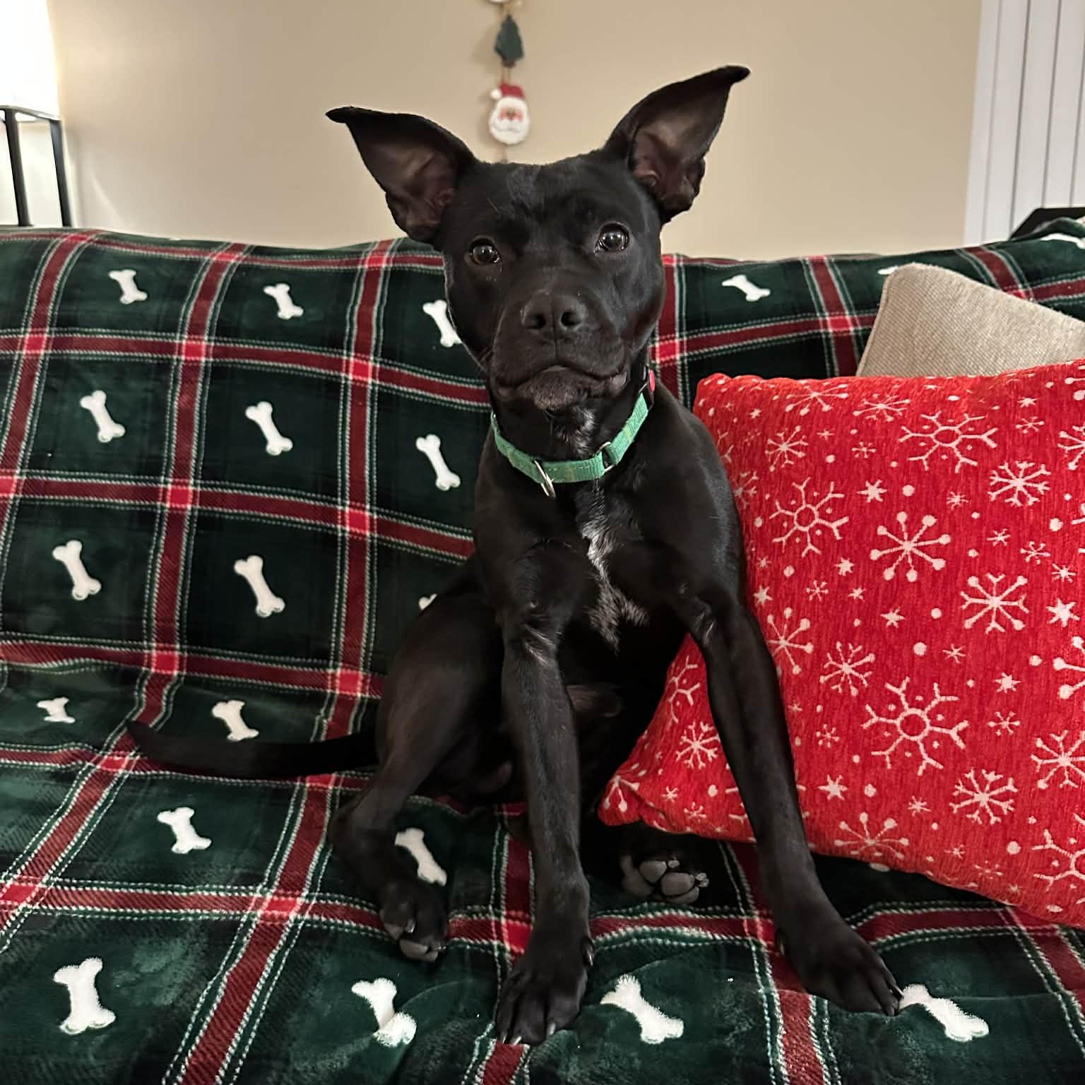 Enlarge Buddy, a Adoptable Mixed Breed in Schenectady, NY image 2/6