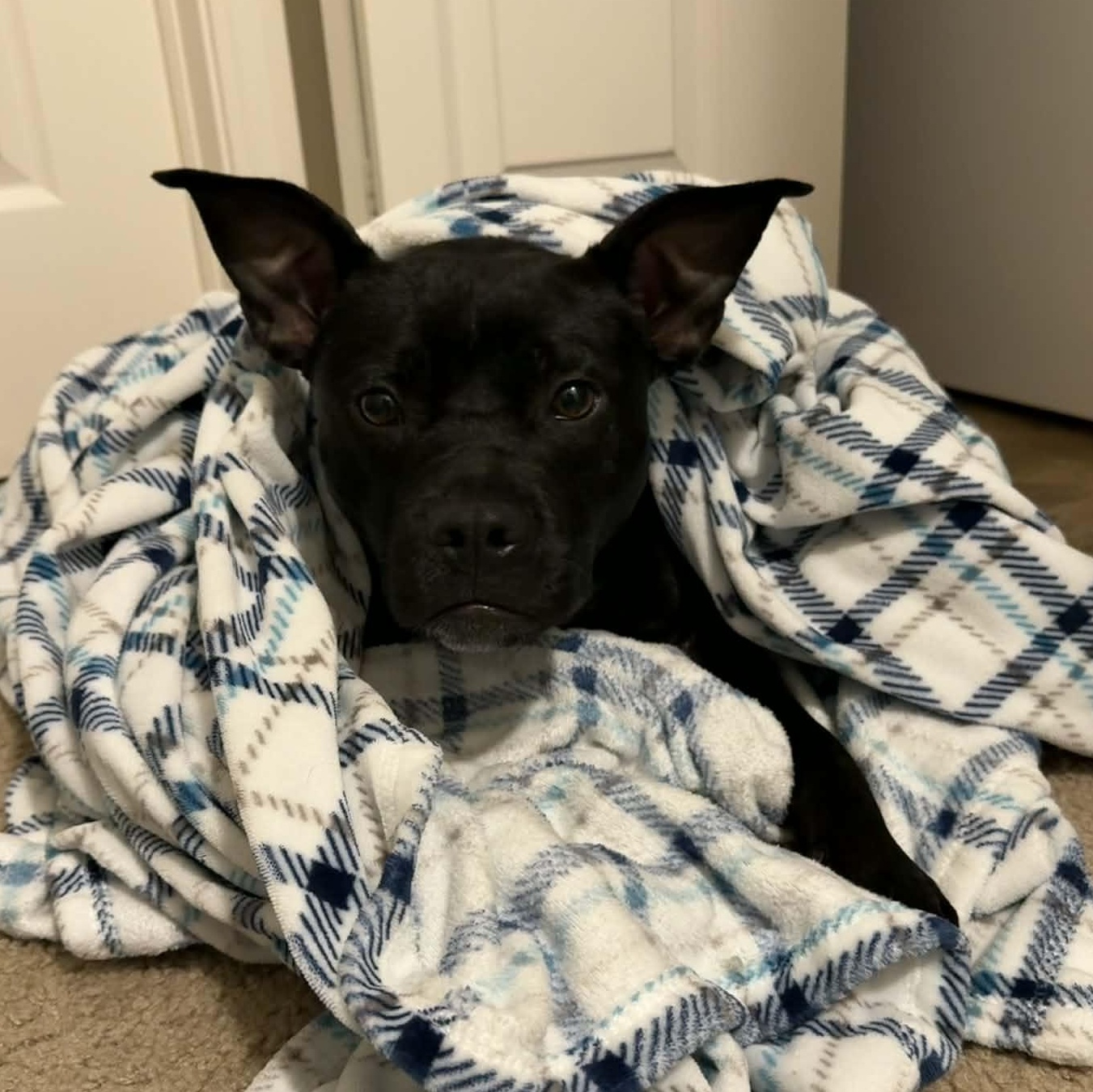 Enlarge Buddy, an adopted Mixed Breed in Schenectady, NY image 2/6