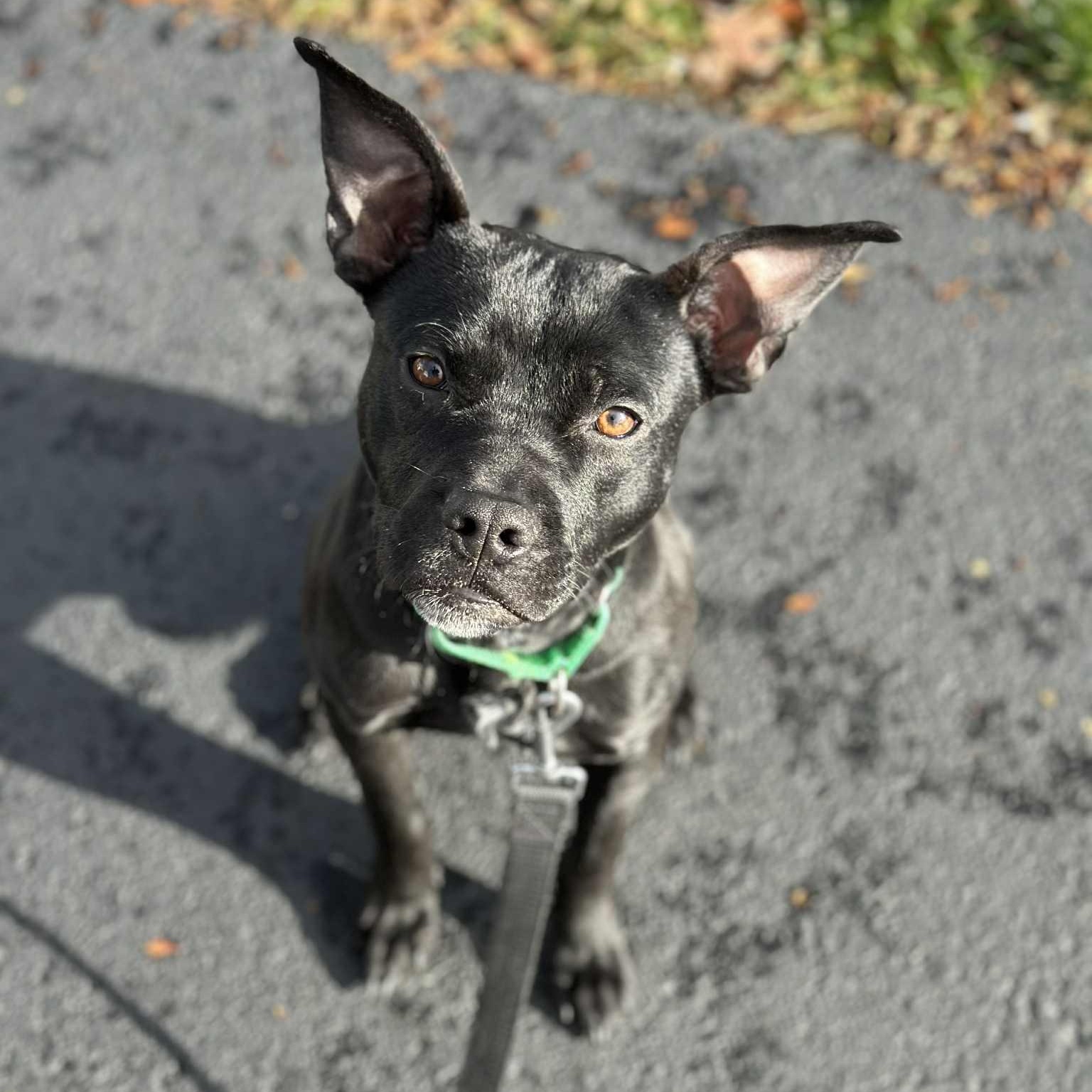 Enlarge Buddy, a Adoptable Mixed Breed in Schenectady, NY image 4/6