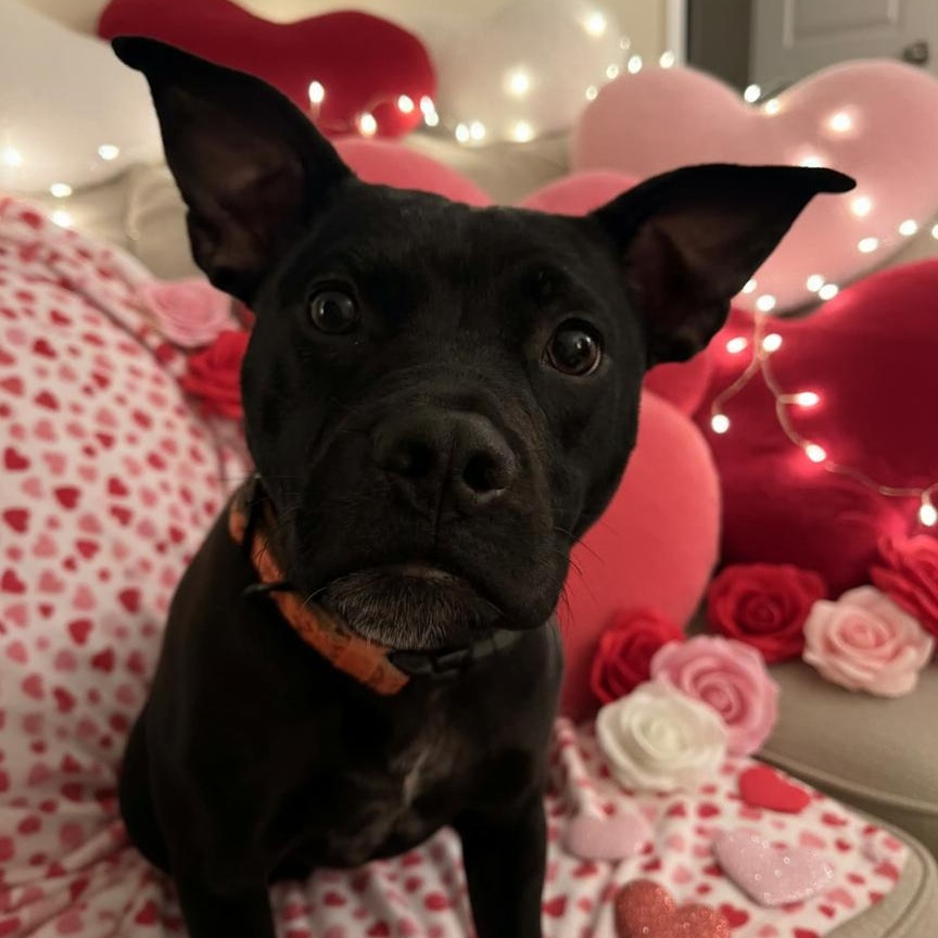 Buddy, adoptable, Young Male Mixed Breed.