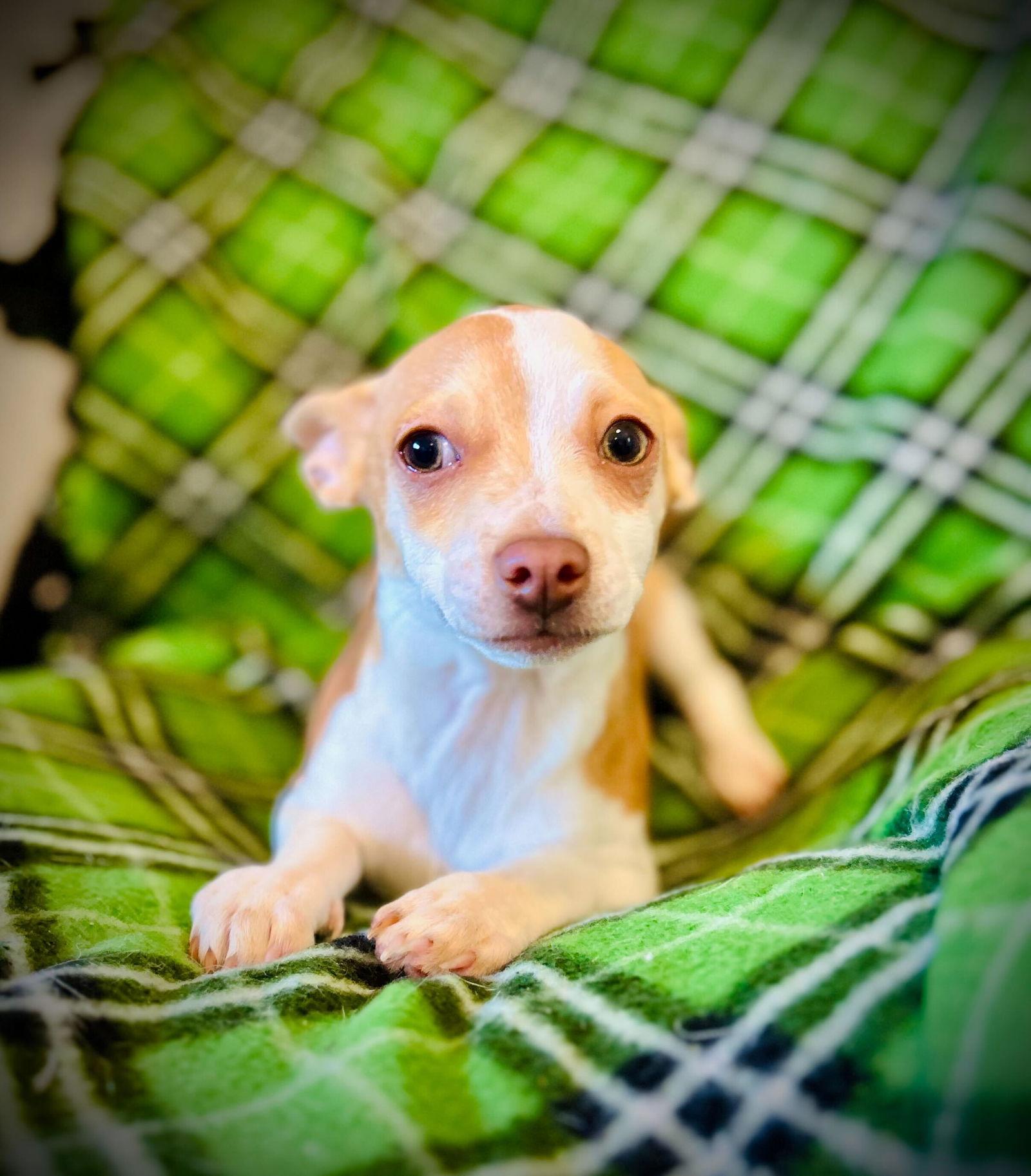 Taco Jul 25 - A Gigi Pup, Adoptable, Puppy Male Chihuahua.