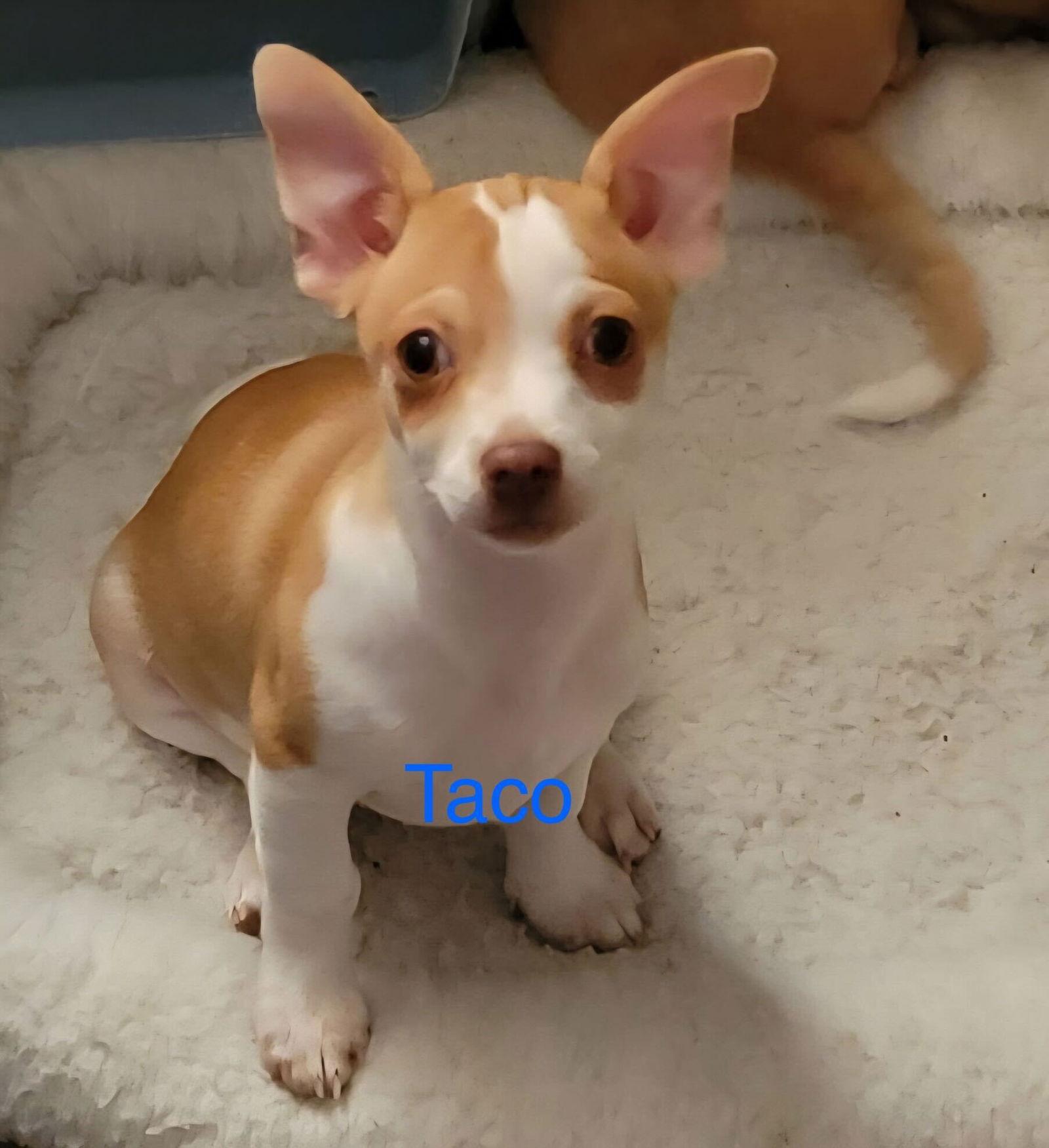 Enlarge Taco Jul 25 - A Gigi Pup, a Adoptable Chihuahua in Pacolet, SC image 2/3