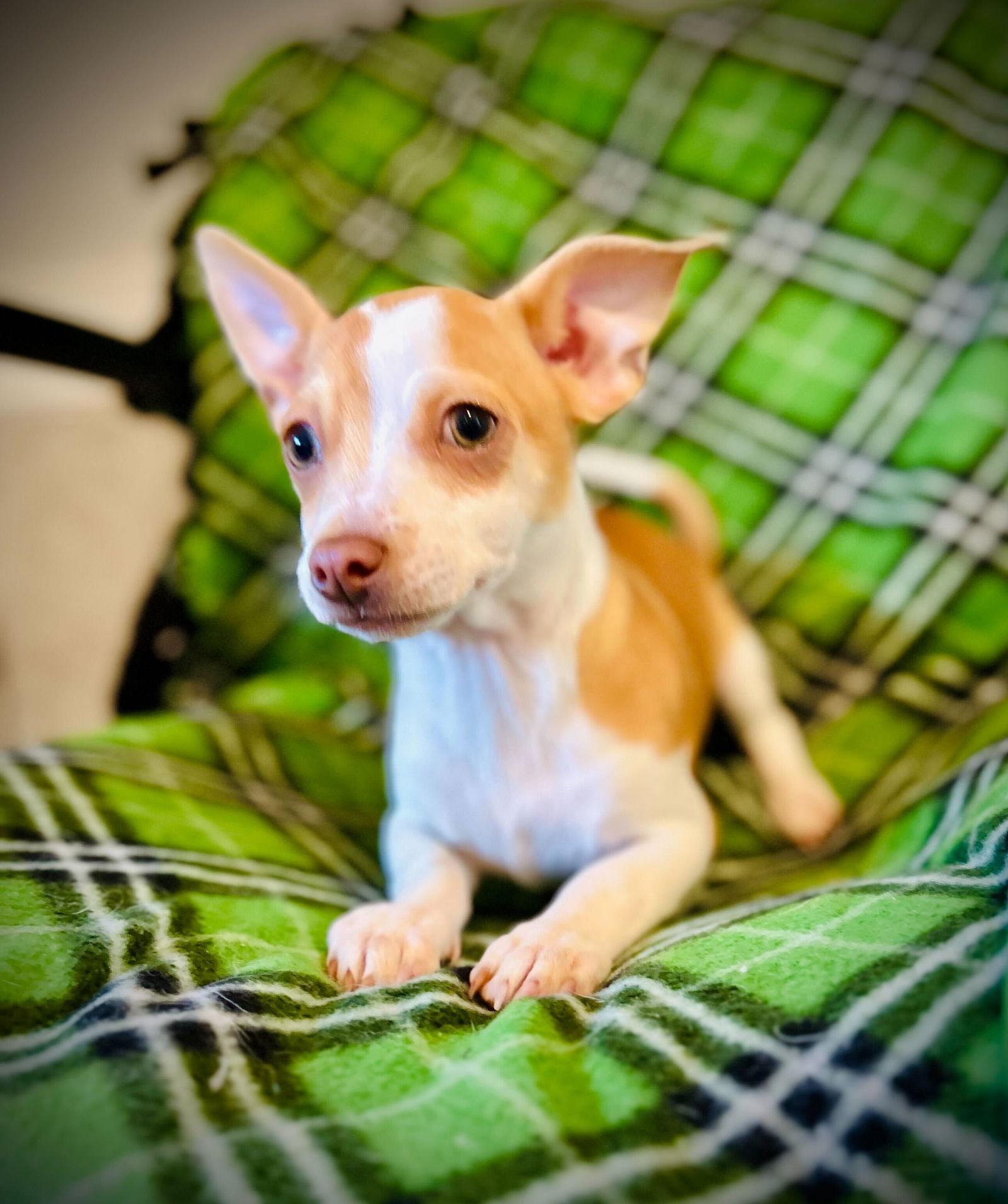 Enlarge Taco Jul 25 - A Gigi Pup, a Adoptable Chihuahua in Pacolet, SC image 3/3