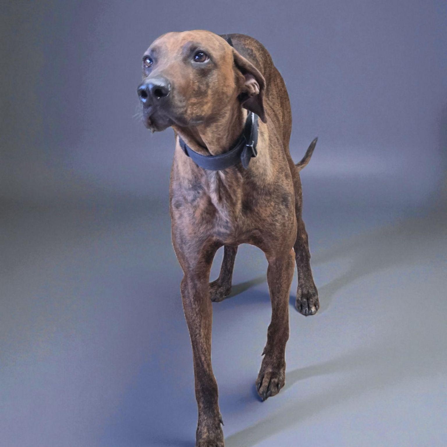 Enlarge Ernie, a Adoptable mixed breed in Brentwood, TN image 2/4