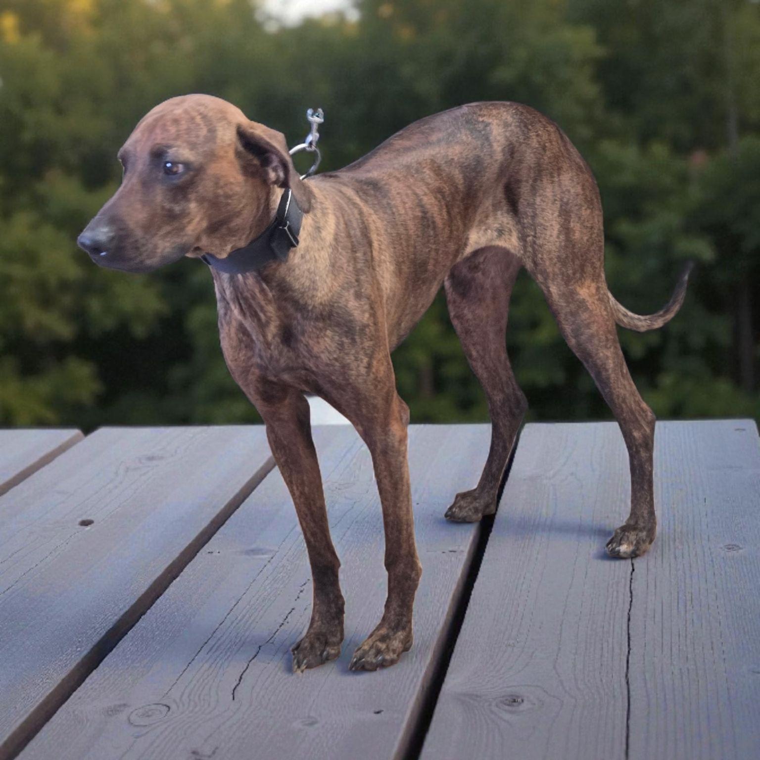 Enlarge Ernie, a Adoptable mixed breed in Brentwood, TN image 4/4