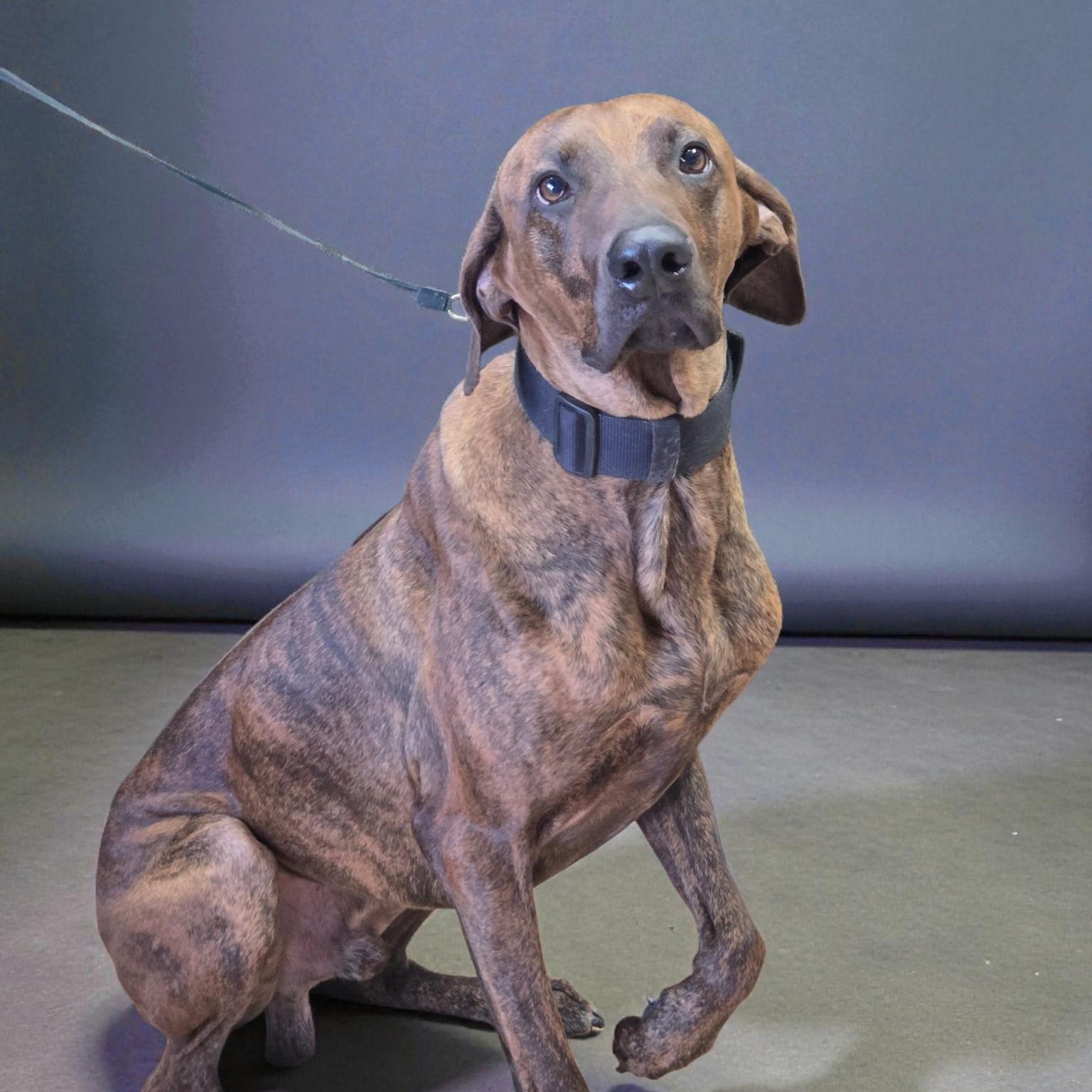 Enlarge Ernie, a Adoptable mixed breed in Brentwood, TN image 1/4