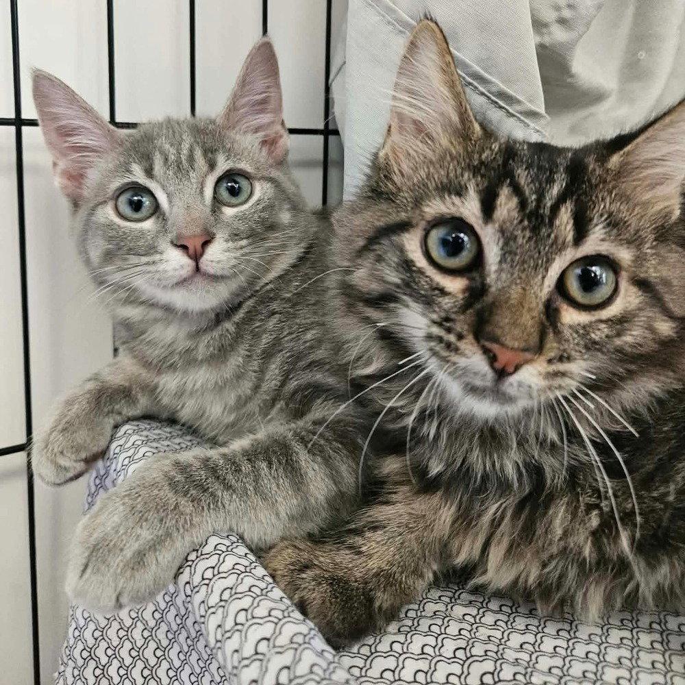 Nyman, Adoptable, Kitten Male Domestic Short Hair.