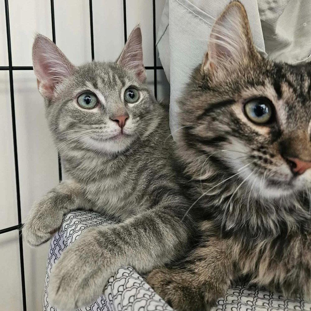 Enlarge Nyman, a Adoptable Domestic Short Hair in Candler, NC image 2/2