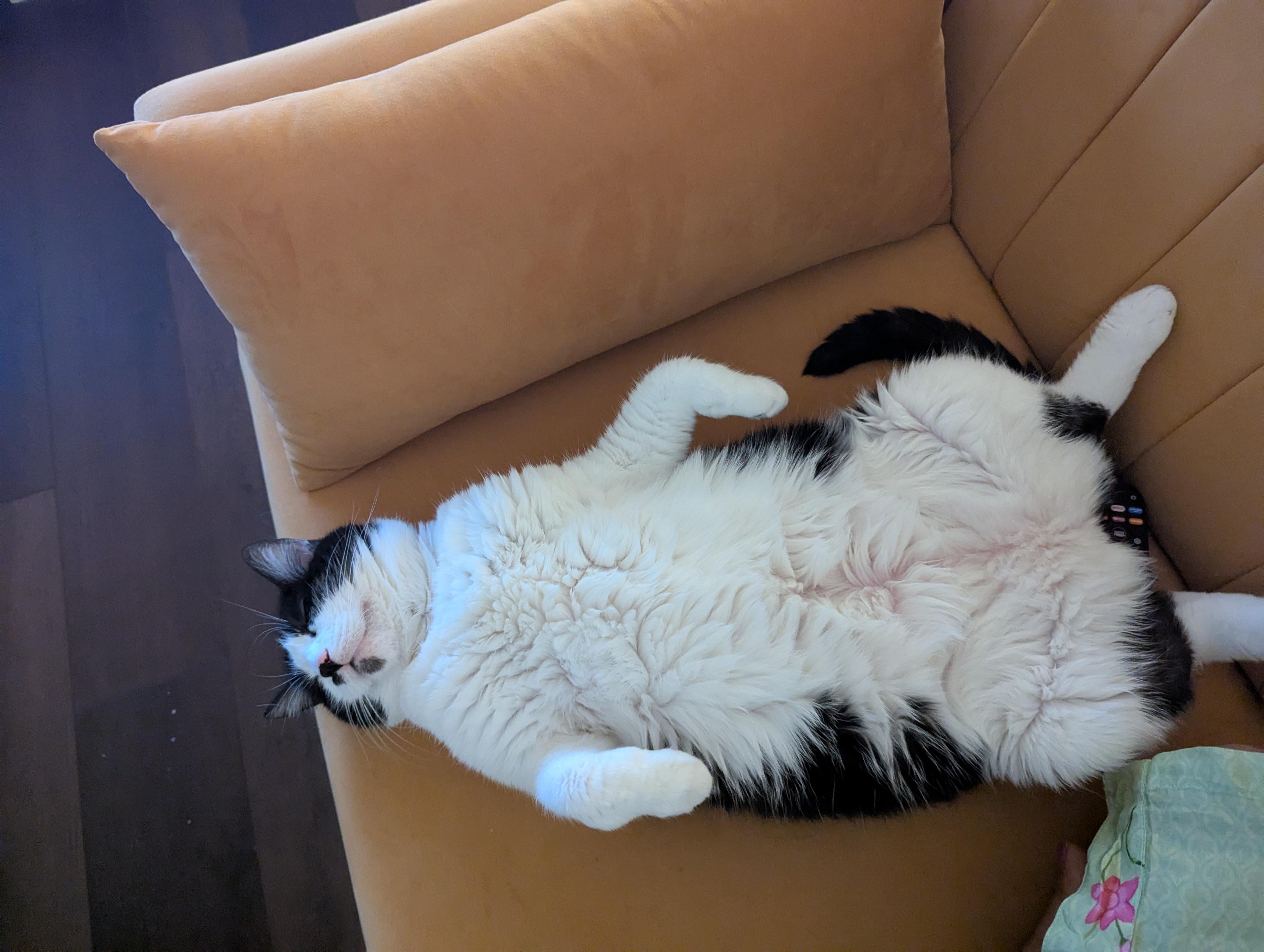 Bella Rosa, A lovable loaf, a Adoptable Domestic Short Hair in Fountain Valley, CA image 5/5