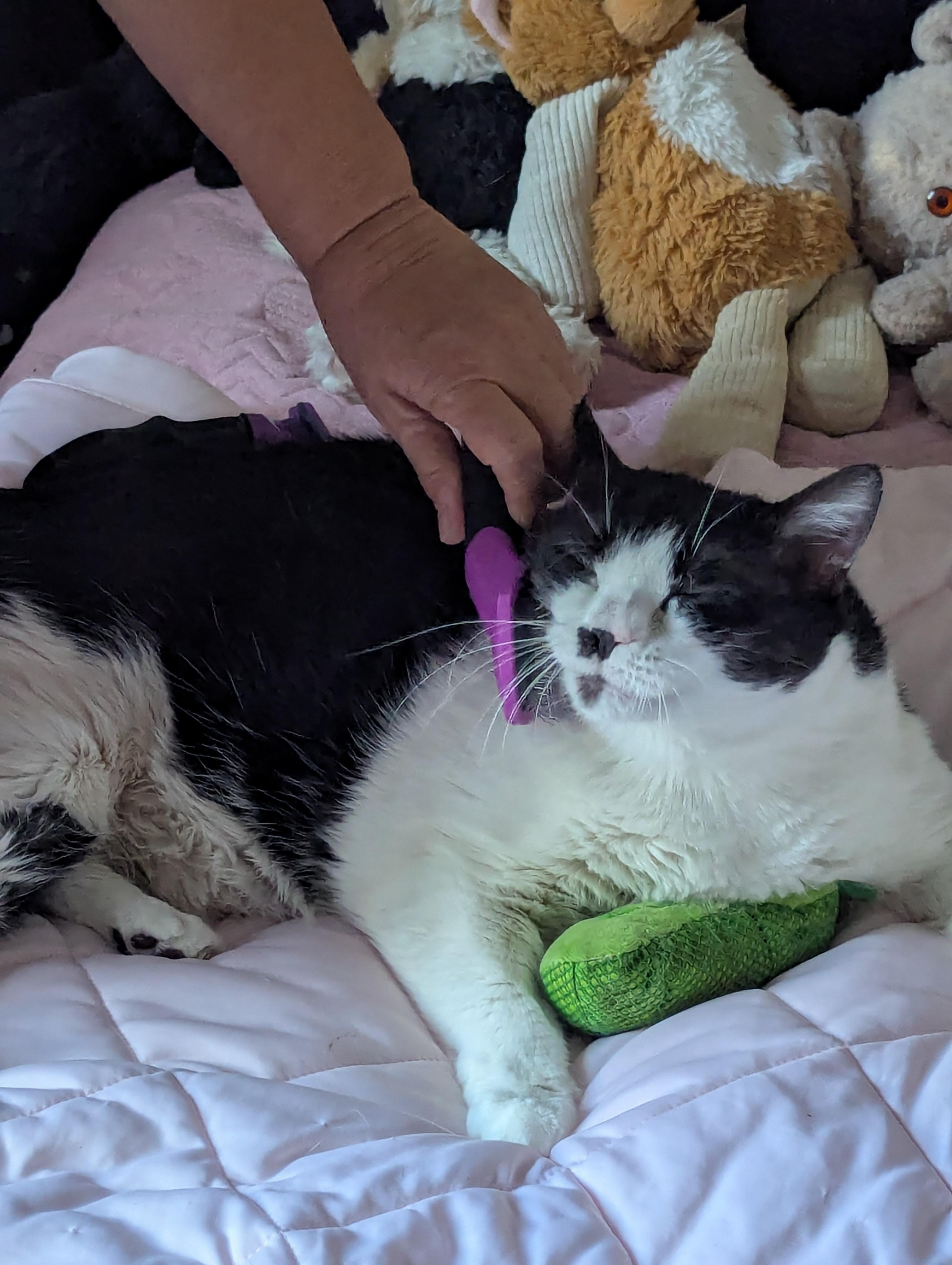 Bella Rosa, A lovable loaf, Adoptable, Adult Female Domestic Short Hair.