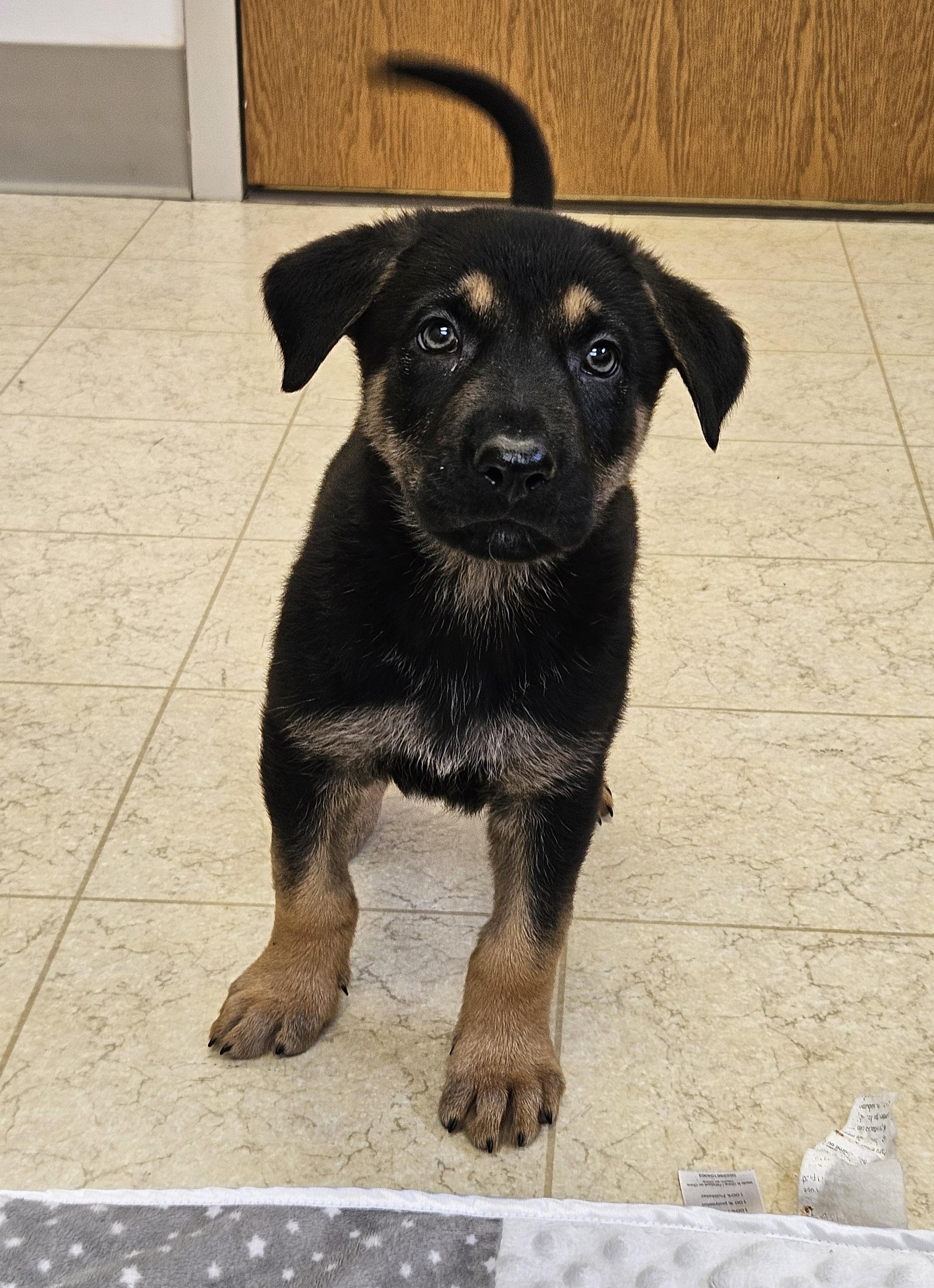 Stitch, a ADOPTABLE mixed breed in Bluffton, IN image 2/2
