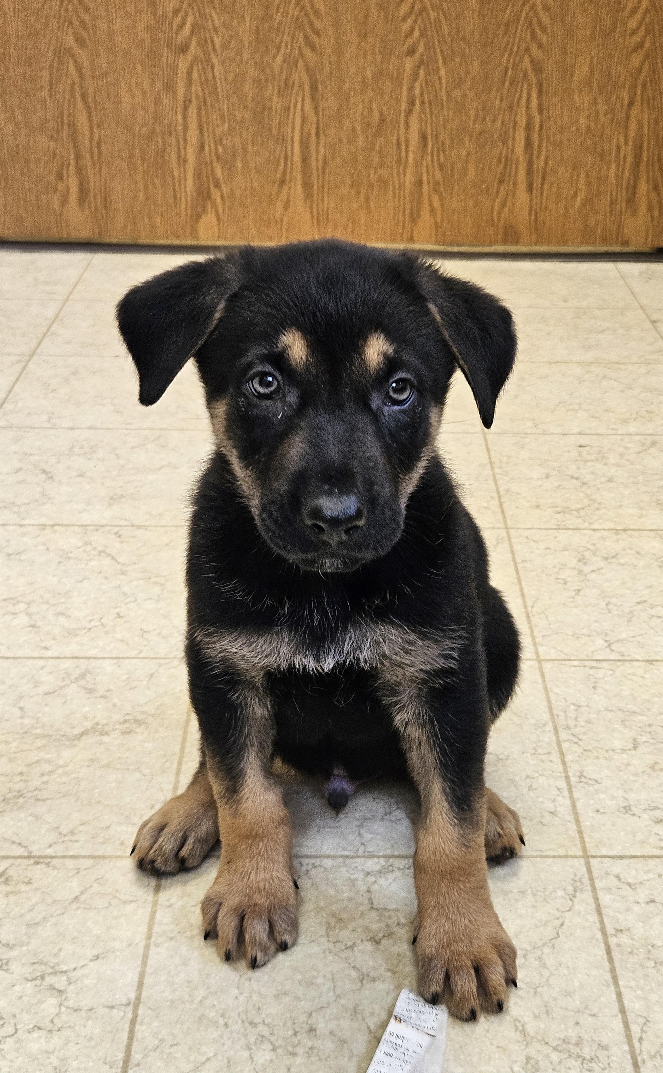 Stitch, ADOPTABLE, Puppy Male German Shepherd Dog.