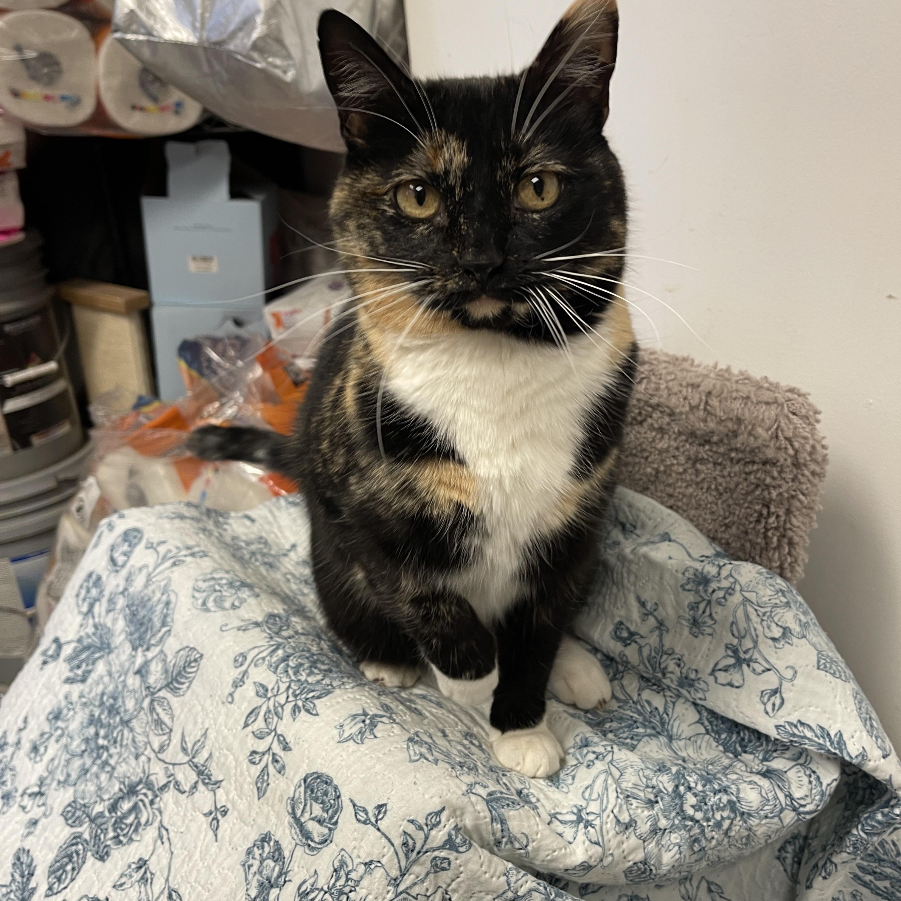 Enlarge Maddie Mae, a ADOPTABLE Tortoiseshell in Wadsworth, IL image 5/6