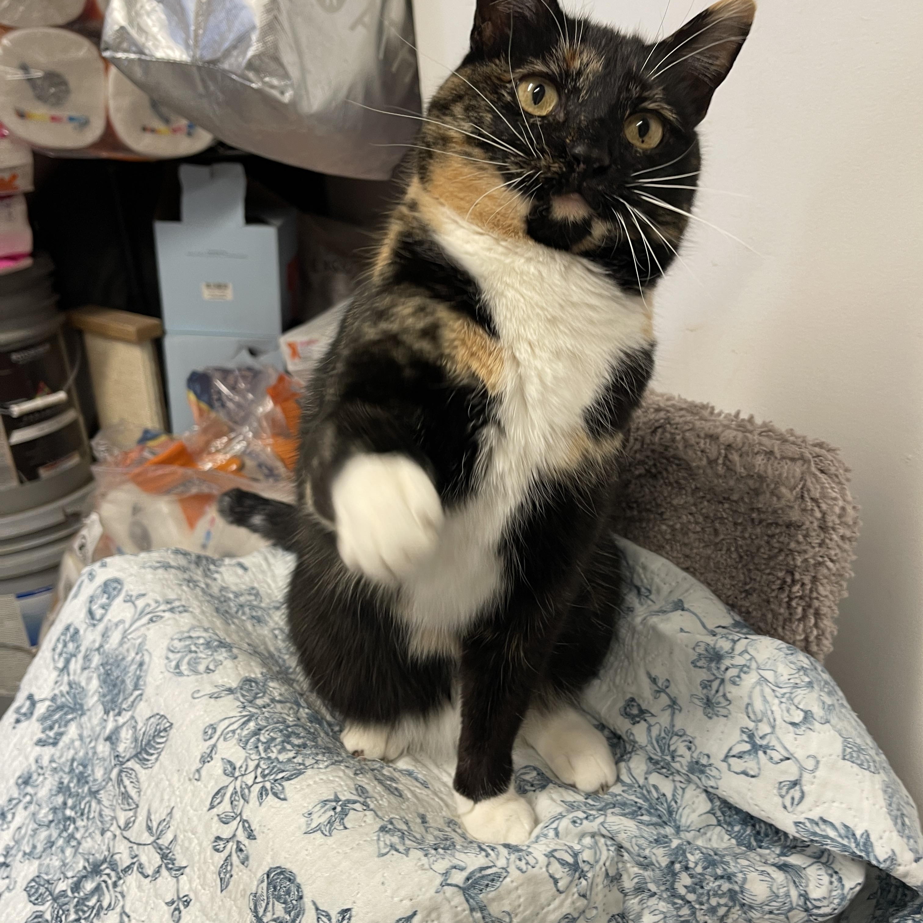 Enlarge Maddie Mae, a ADOPTABLE Tortoiseshell in Wadsworth, IL image 6/6