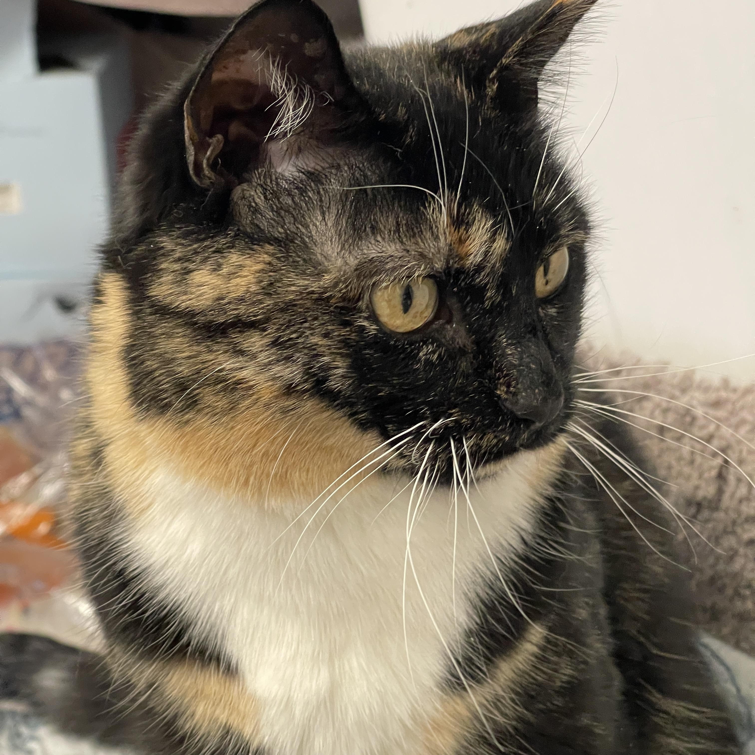 Enlarge Maddie Mae, a ADOPTABLE Tortoiseshell in Wadsworth, IL image 3/6
