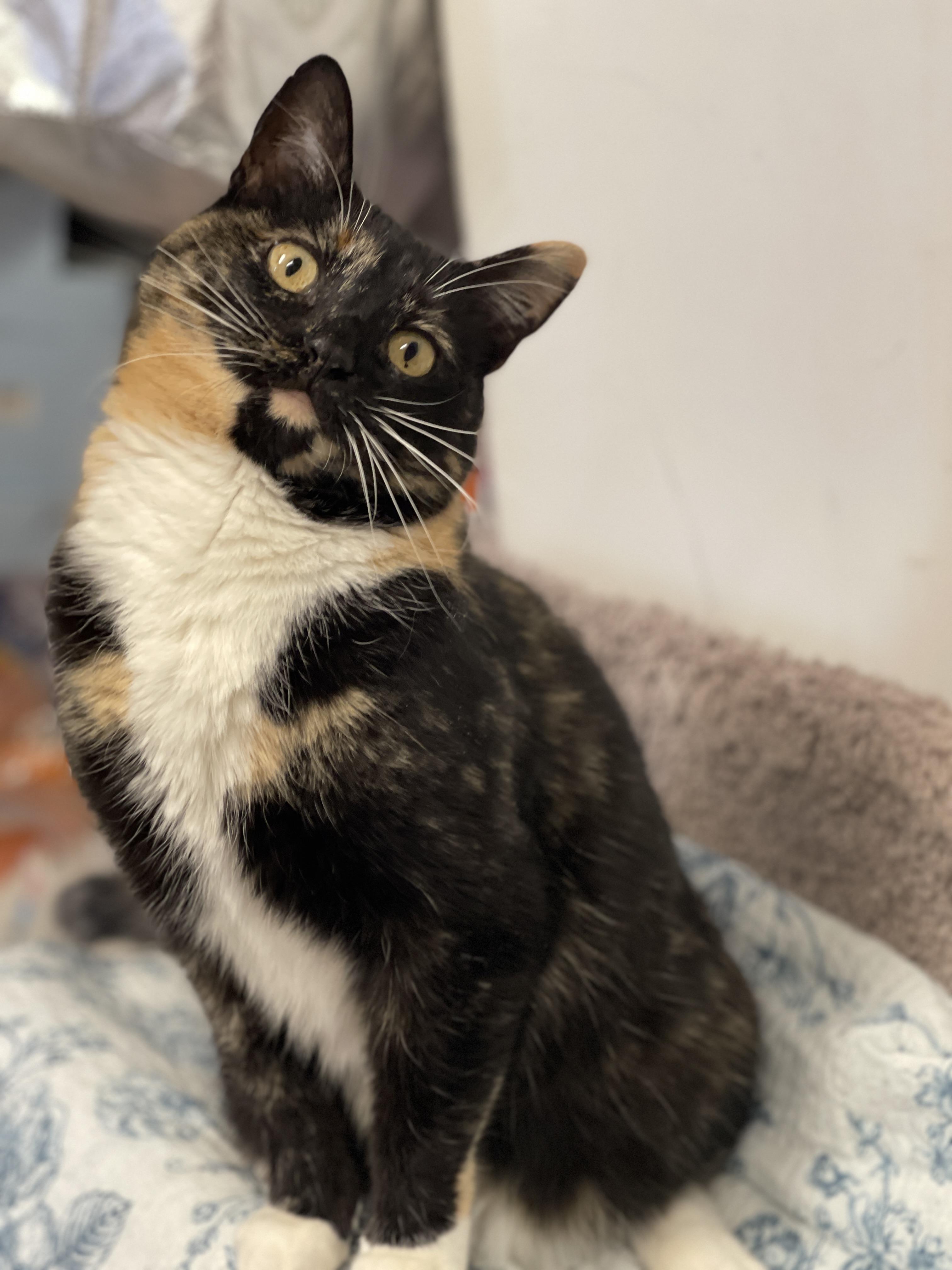 Maddie Mae, ADOPTABLE, Adult Female Tortoiseshell.