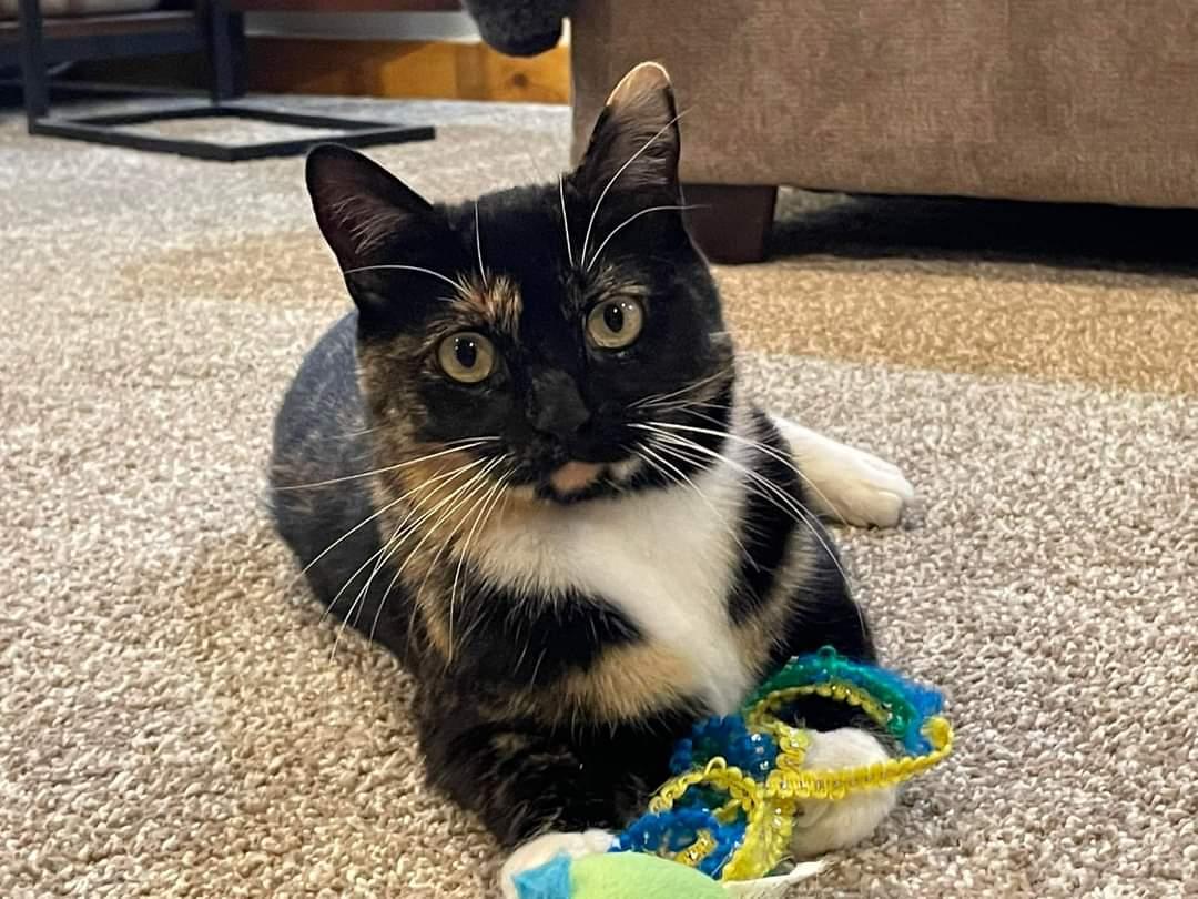 Enlarge Maddie Mae, a ADOPTABLE Tortoiseshell in Wadsworth, IL image 2/6
