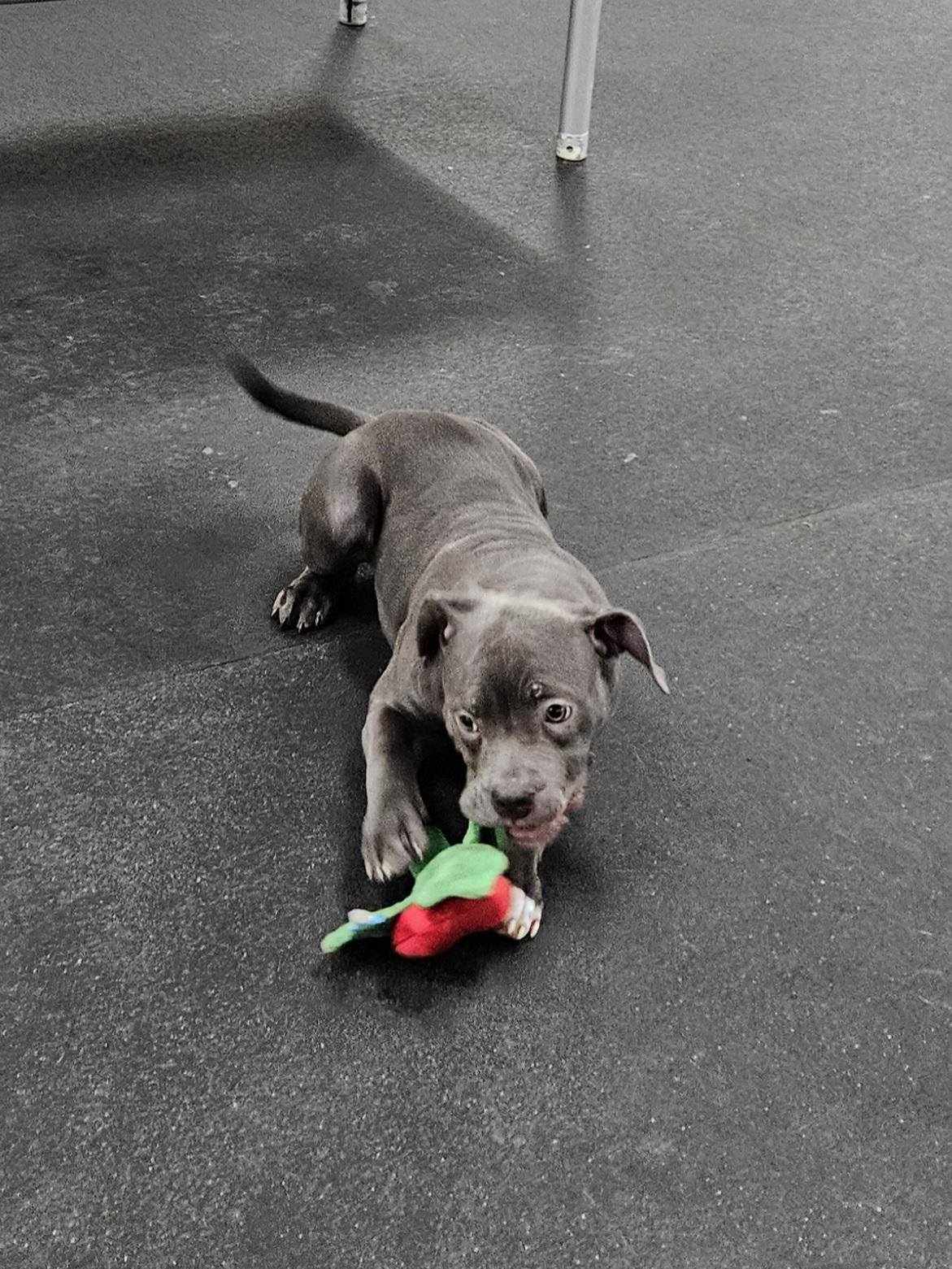 Ana, adopted, Puppy Female Pit Bull Terrier.