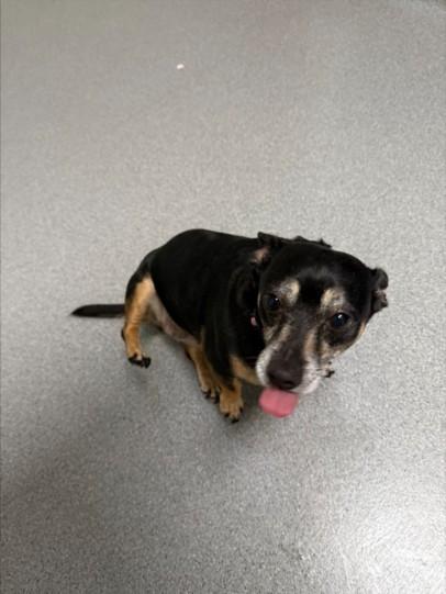 Enlarge SUZIE, a Adoptable Chihuahua in Olivehurst, CA image 1/1